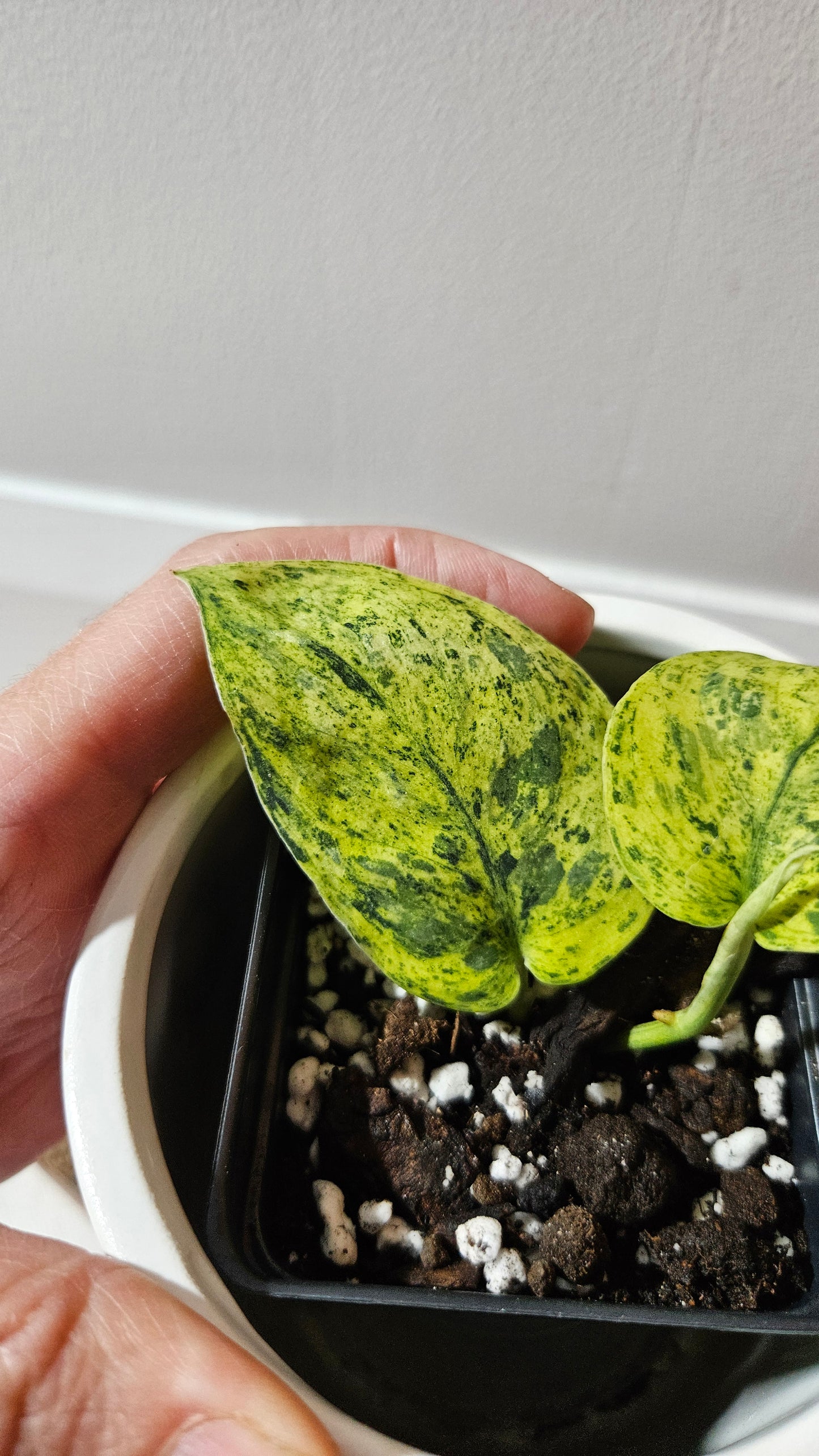 Scindapsus Silver Cloud variegata (SCI-1087)