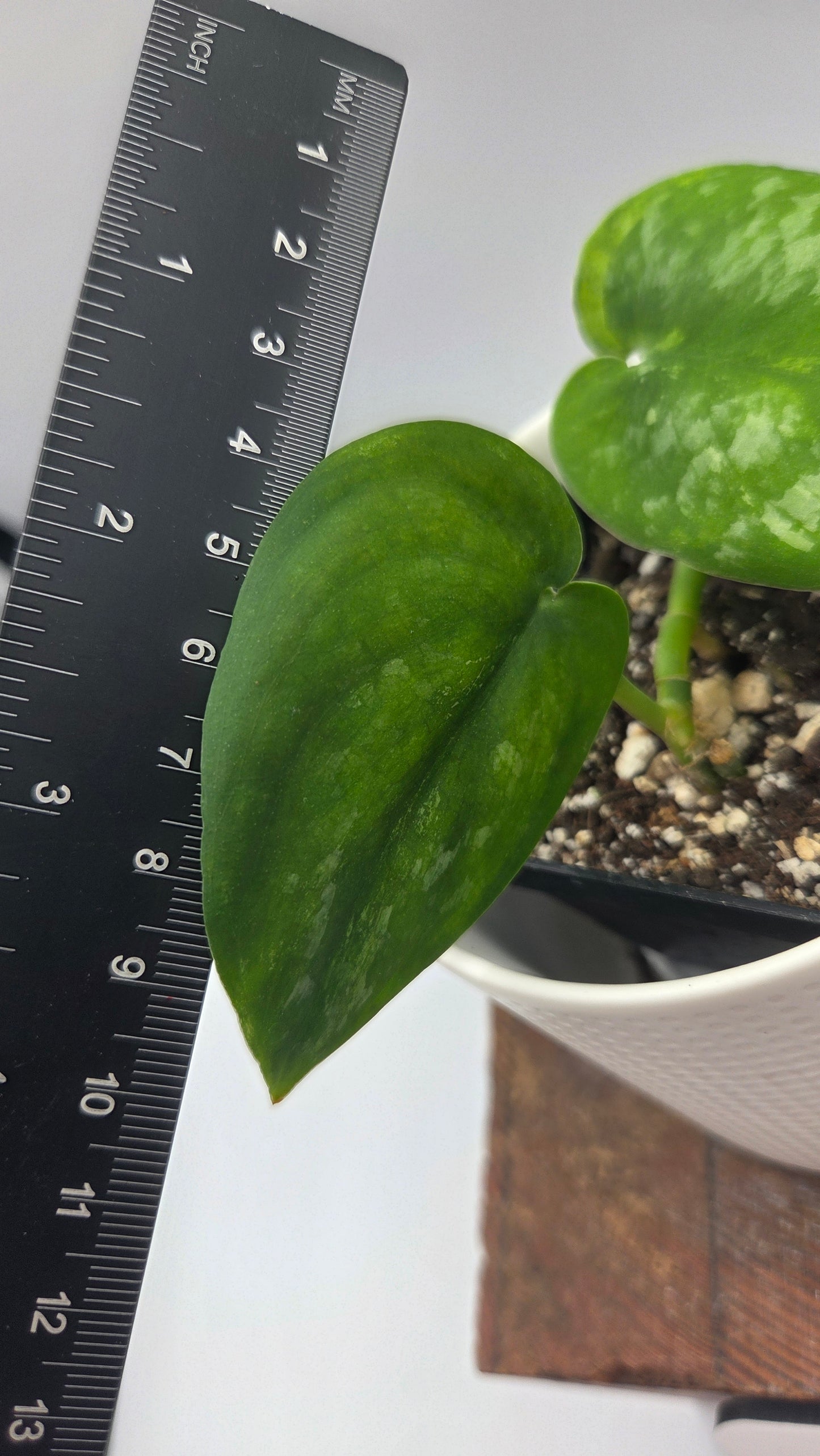 Scindapsus Silver Splash "Green on Green" (SCI-912)