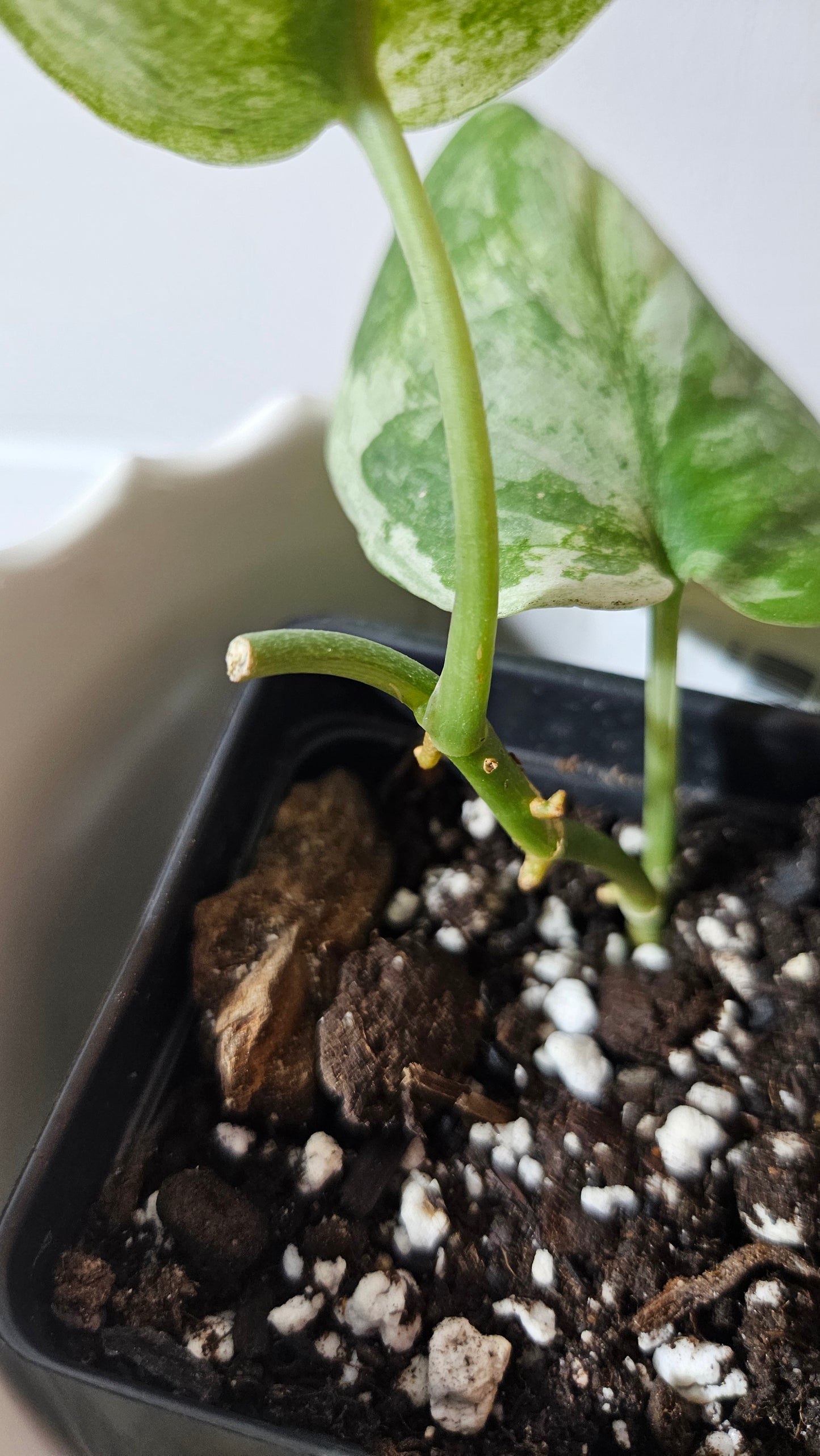 Scindapsus Black Dragon white (SCI-1008)