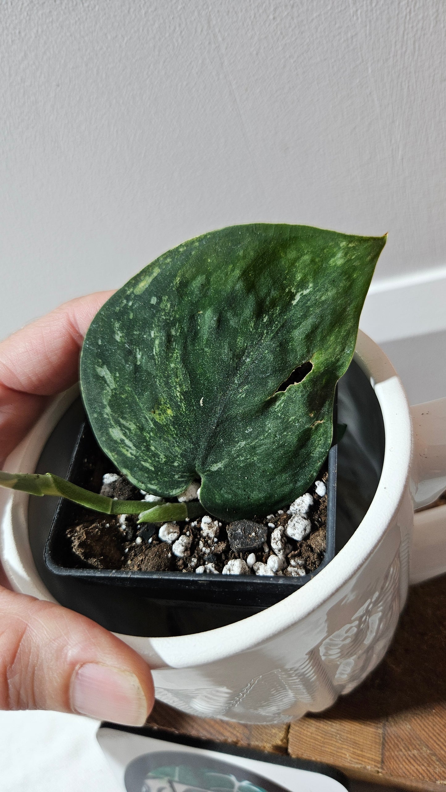 Scindapsus Parahiyangan (SCI-1255)