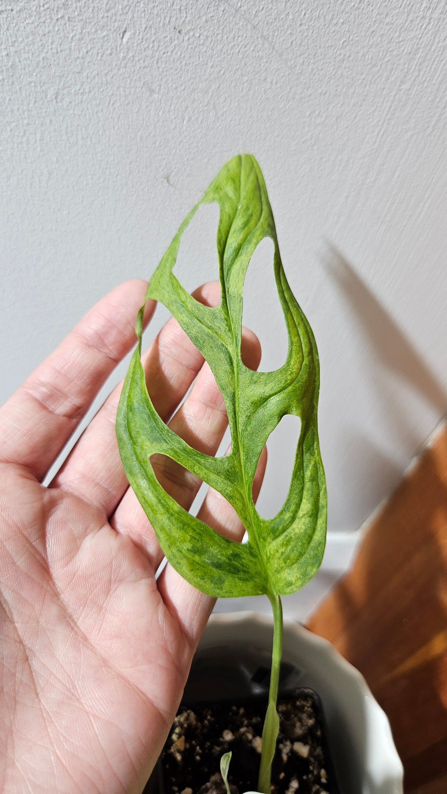 Monstera Andasonii Mint/Indo (MON-461)