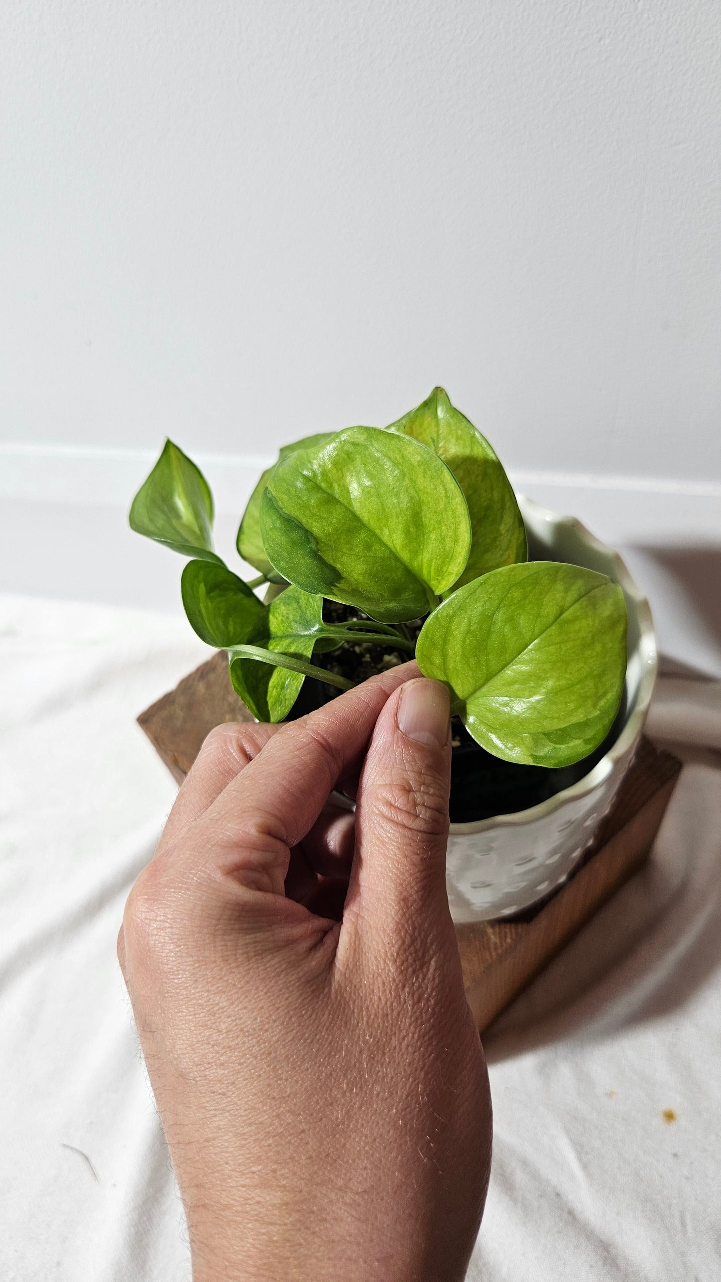 Epipremnum Aureum Manjula yellow/Olivia/Mint (EPI-213)