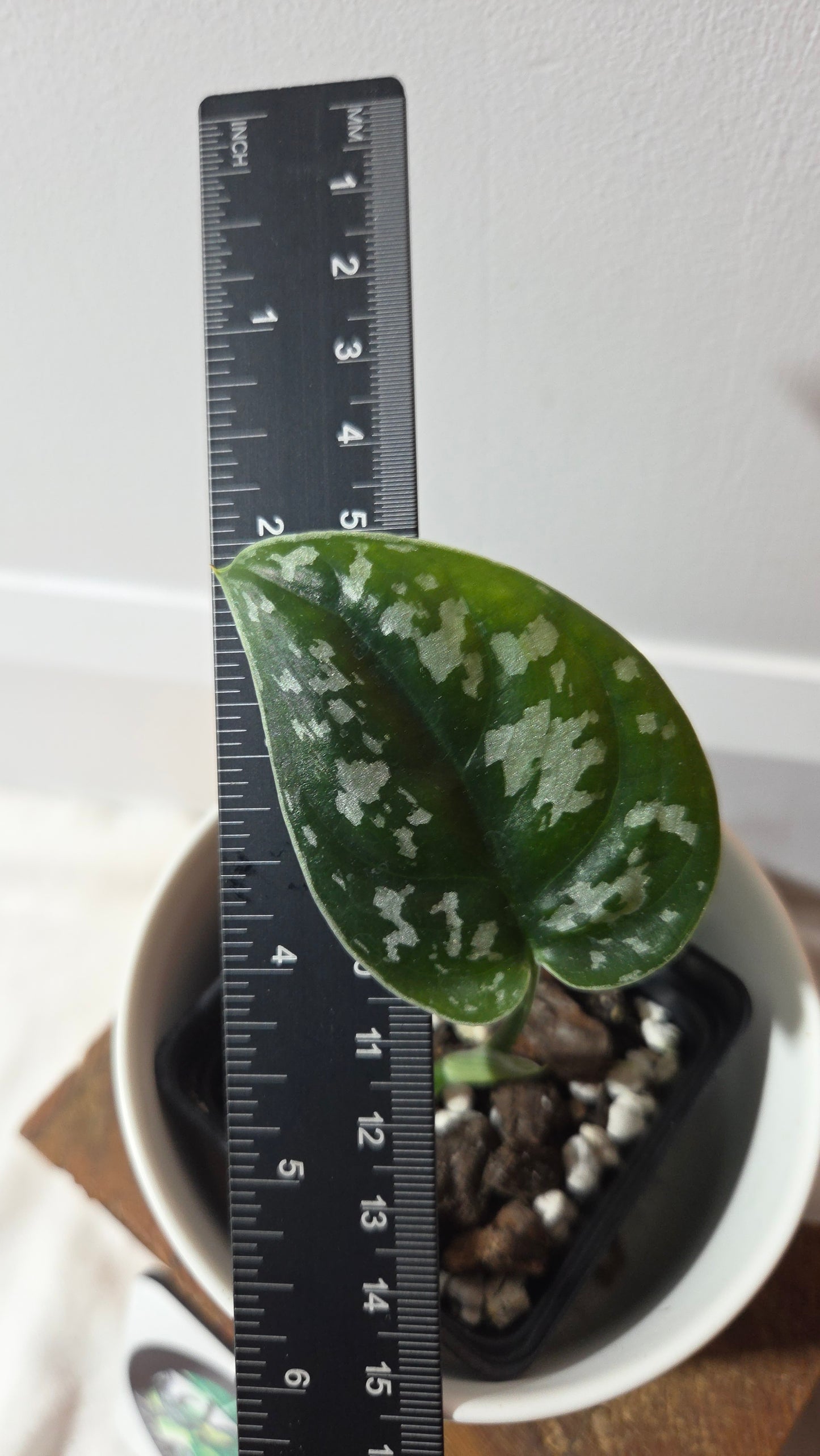 Scindapsus Exotica Batik (SCI-1359)