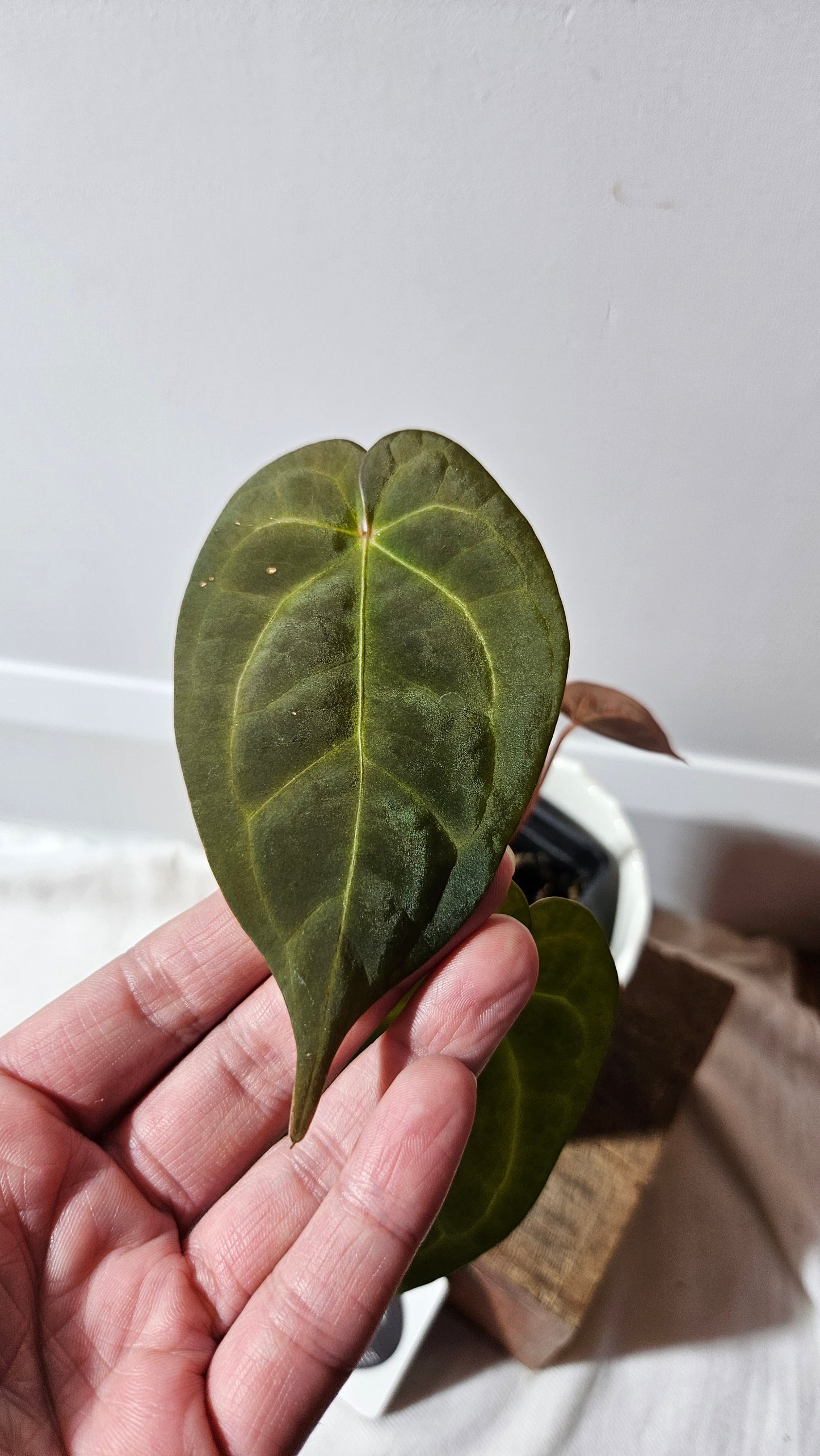 Anthurium BVIT "format MOYEN" (ANT-119)