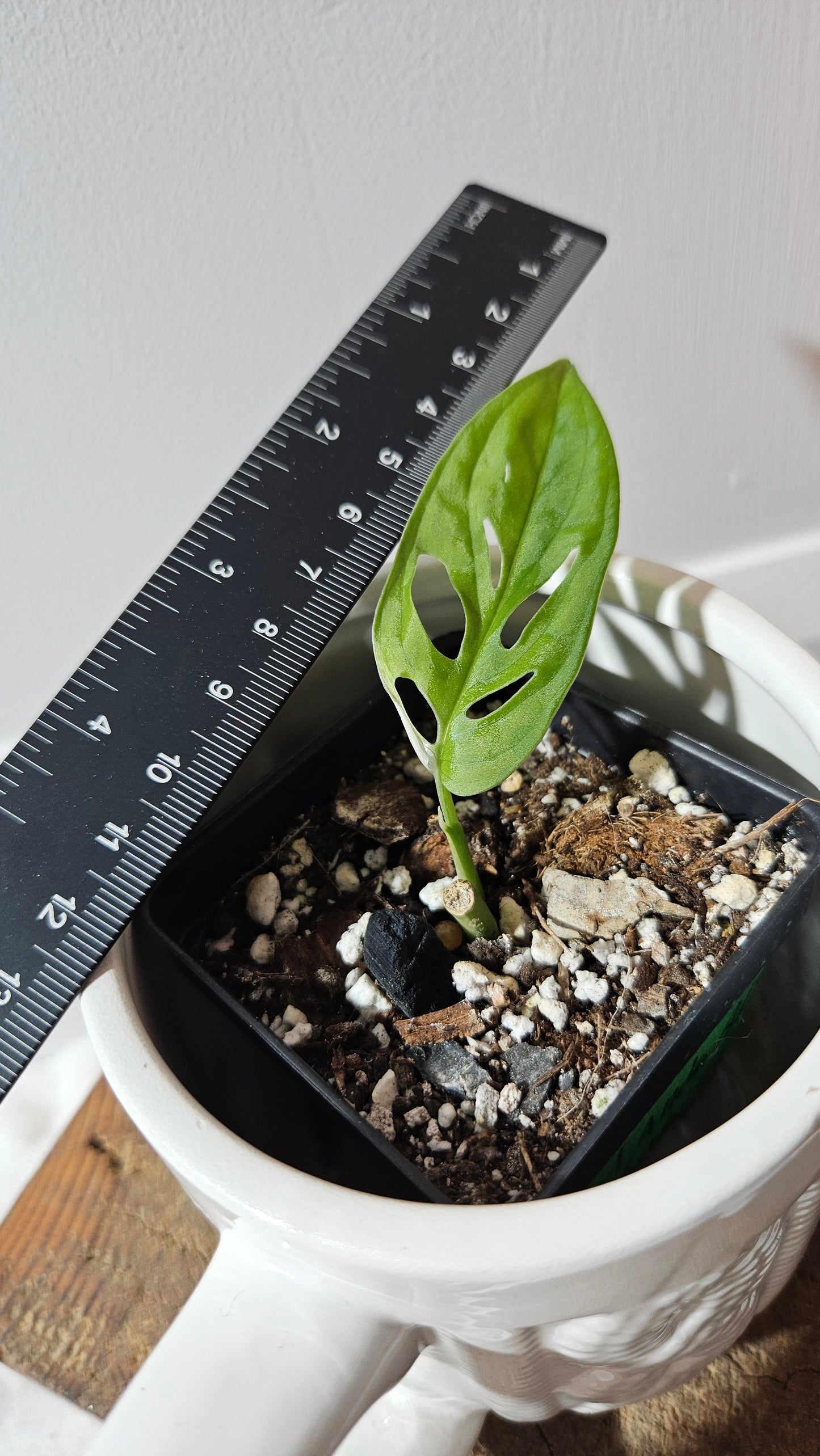 Monstera Andasonii Albo (MON-473)