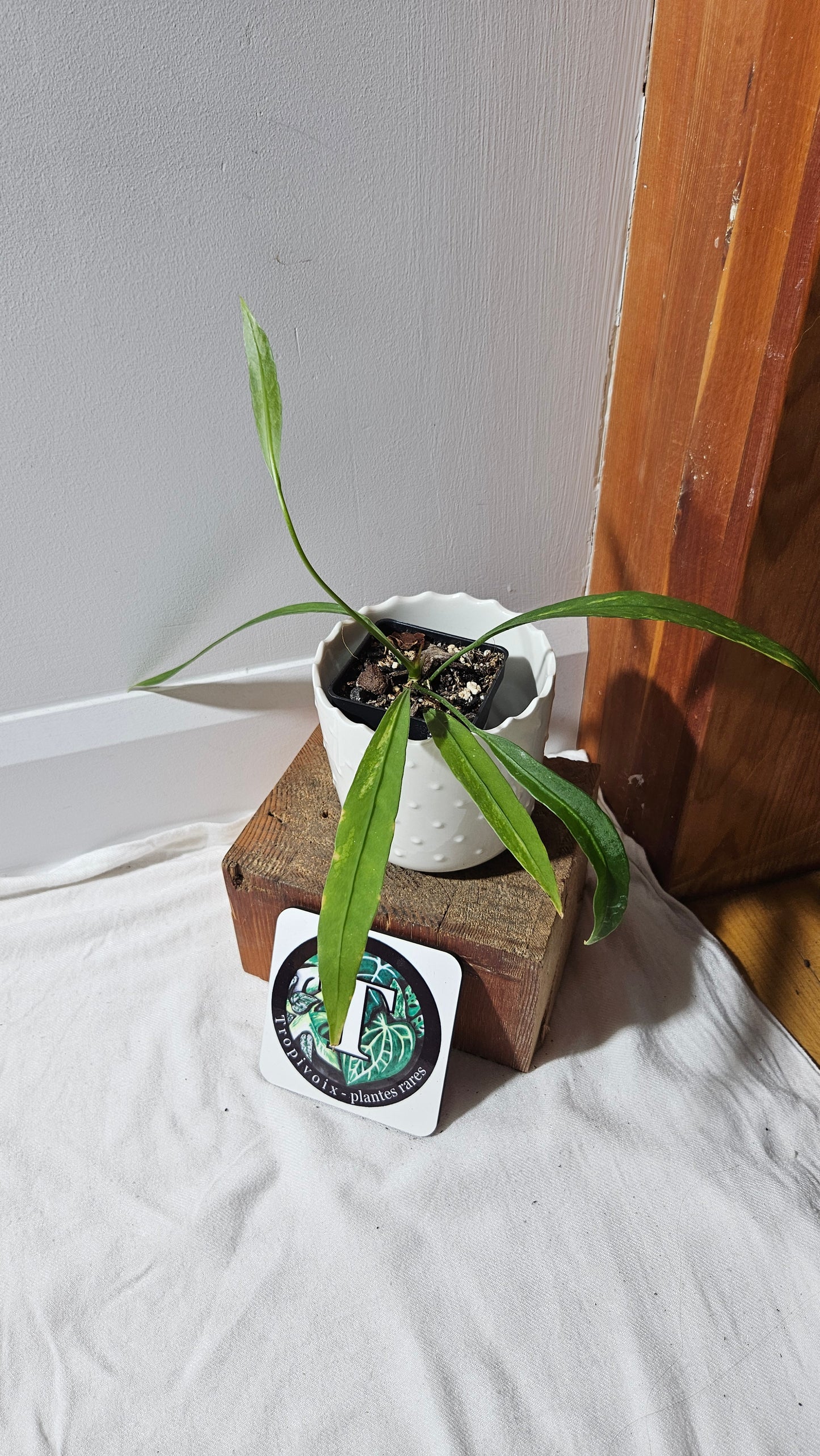 Anthurium Vittarifolium Variegata "format MOYEN" (ANT-444)