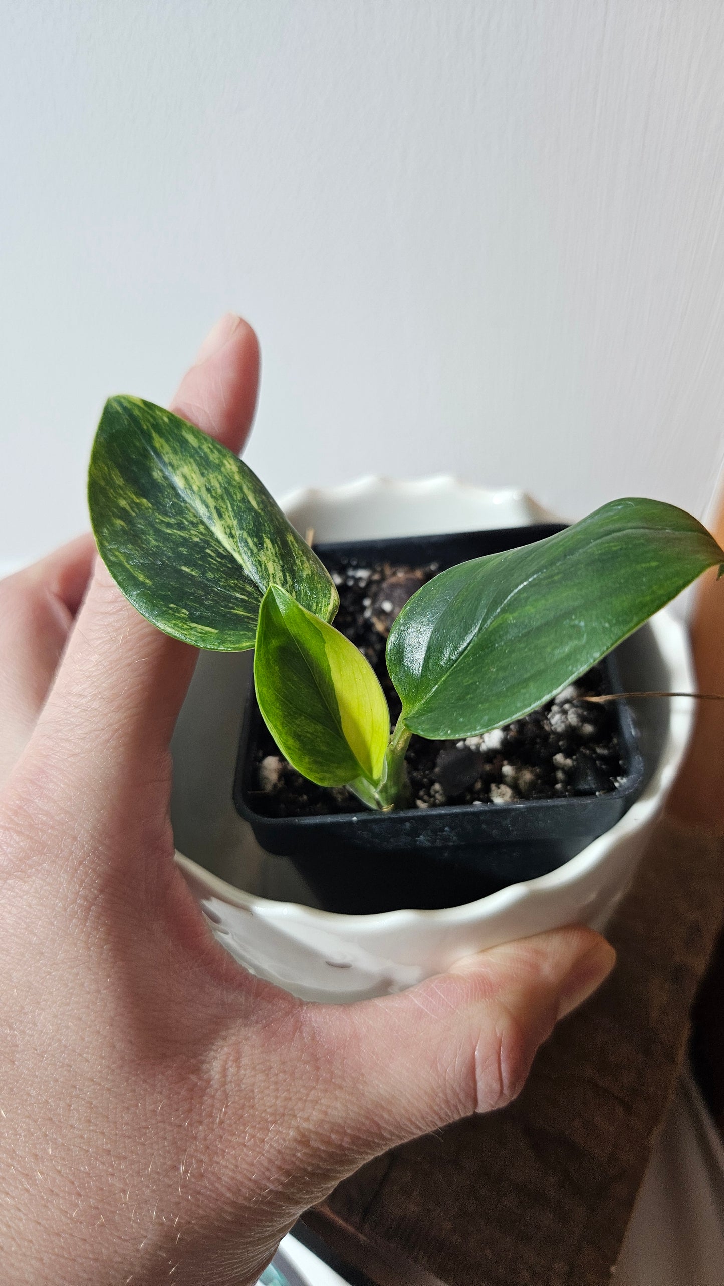 Monstera Standleyana Aurea (MON-260)