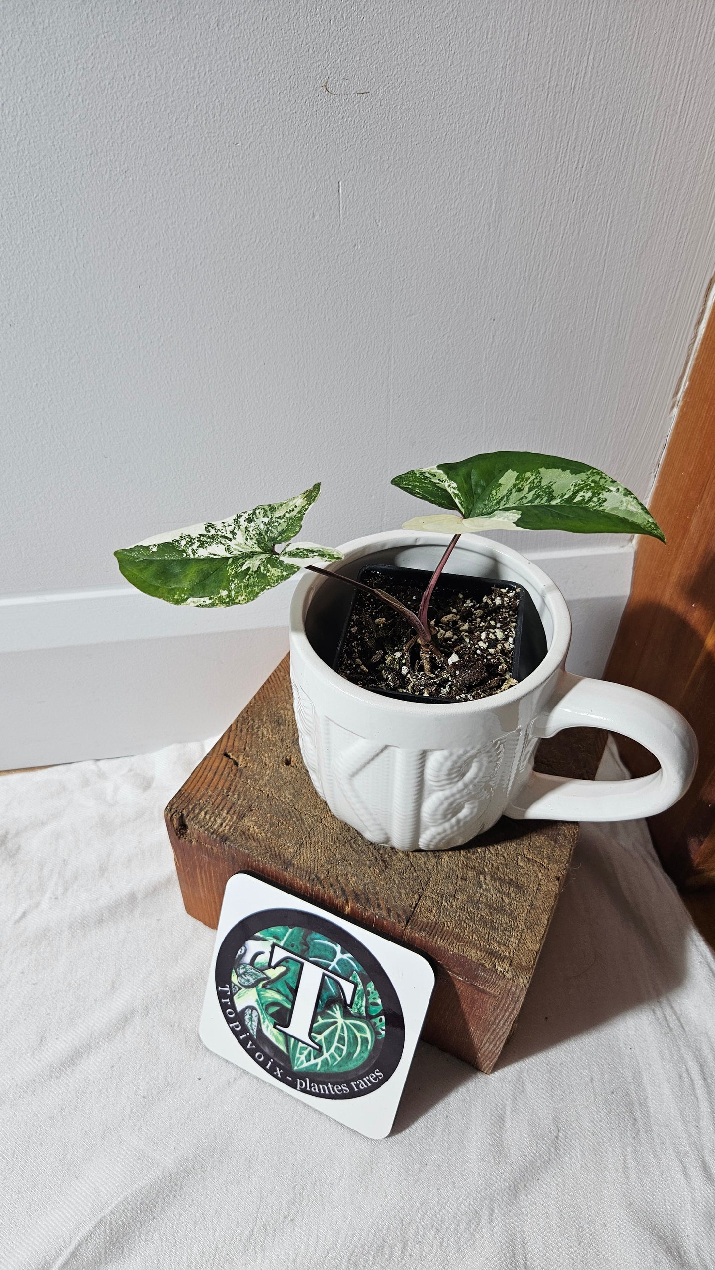Syngonium Albo (SYN-472)