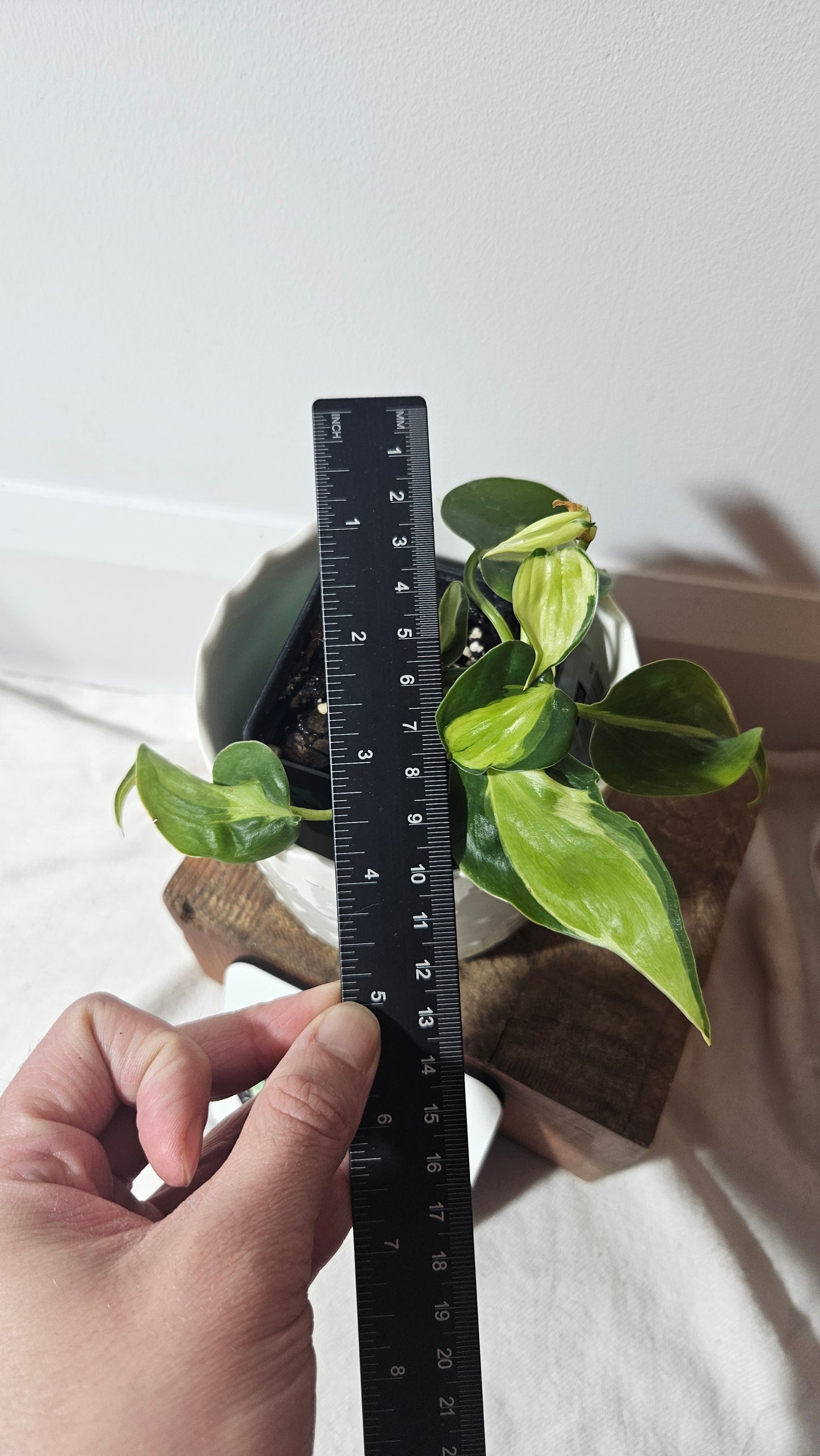 Philodendron Hederaceum Cream Splash (PHI-731)