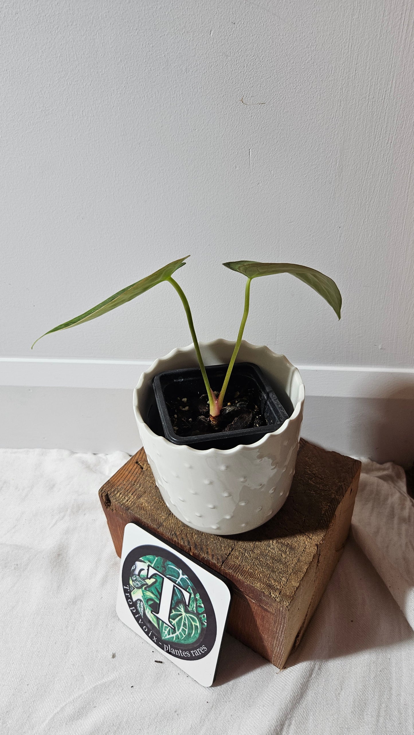 Anthurium Dark Phoenix "format MOYEN" (ANT-458)