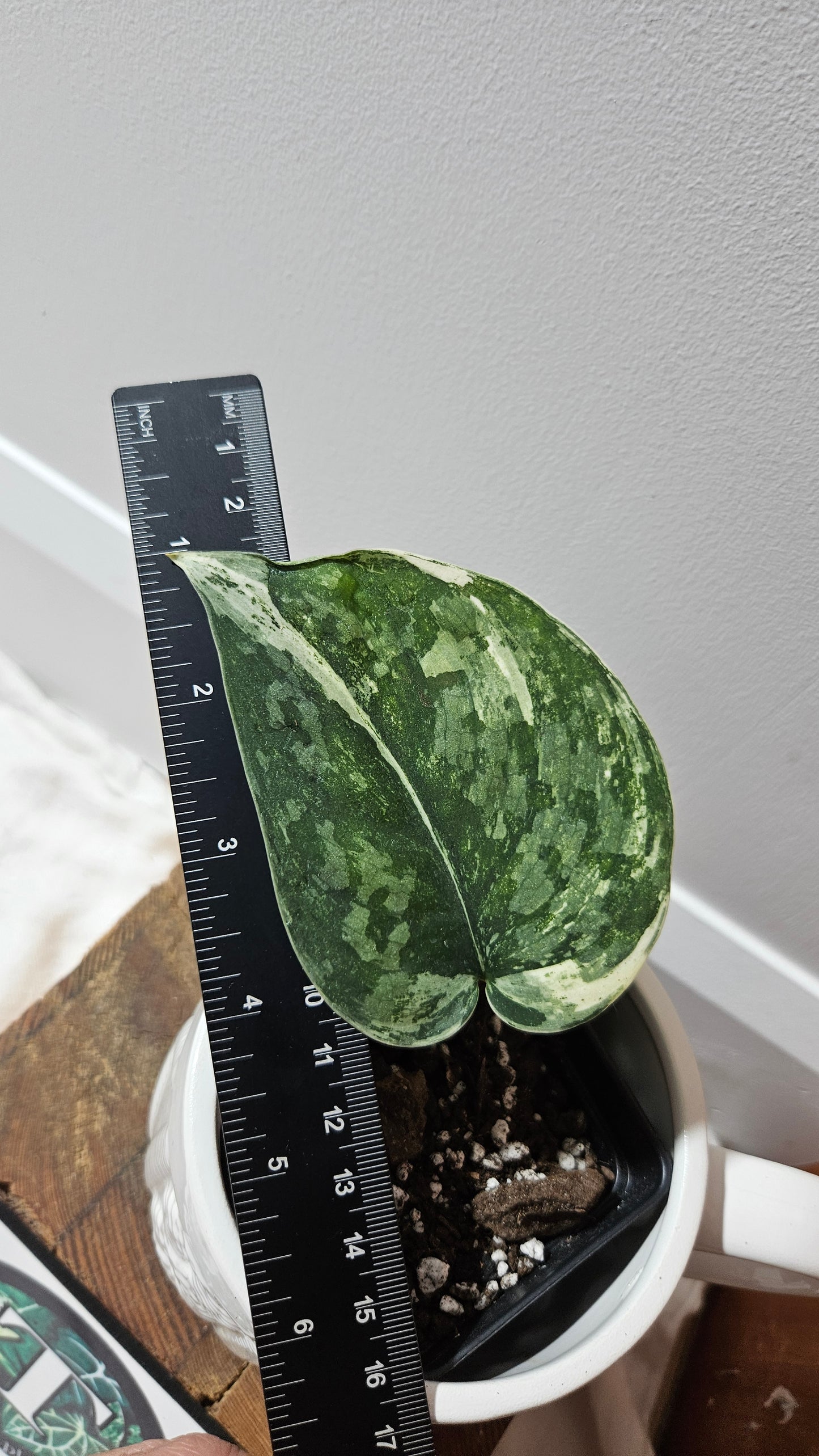 Scindapsus Bahorok (SCI-1208)