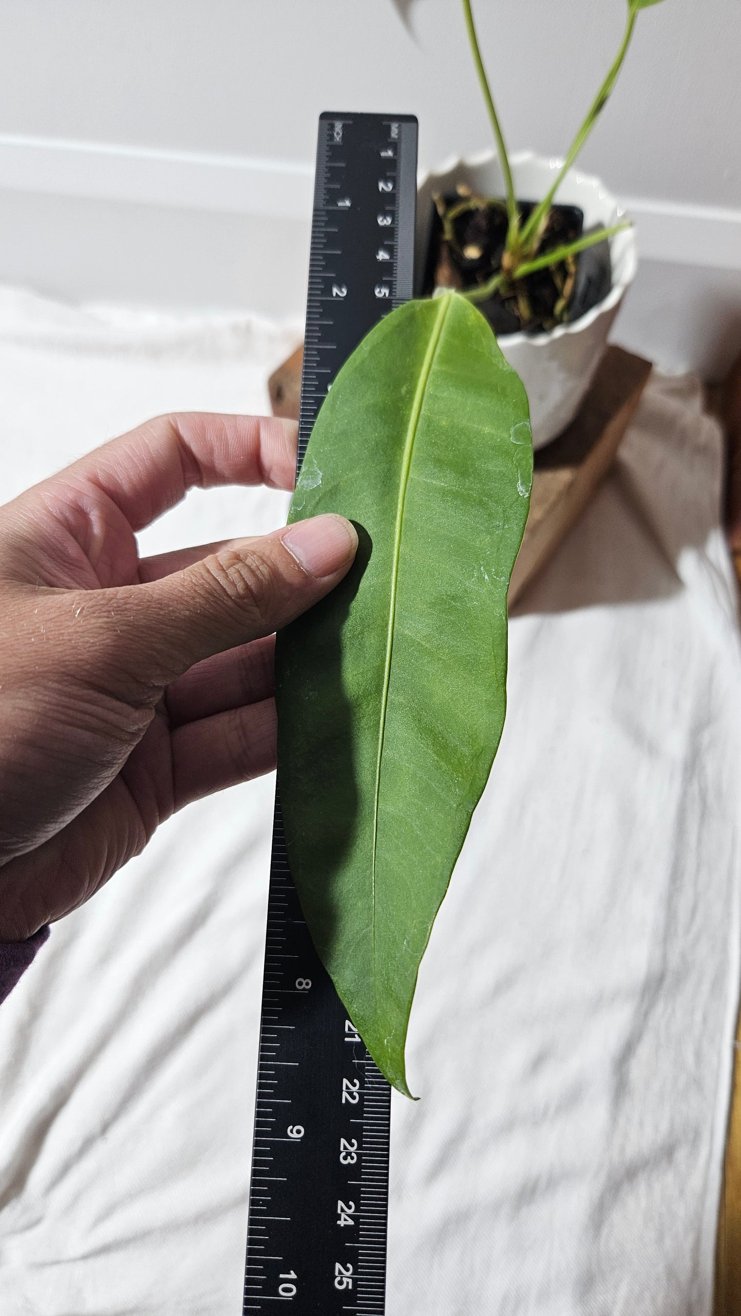 Anthurium SP Morona "format MOYEN" (ANT-233)