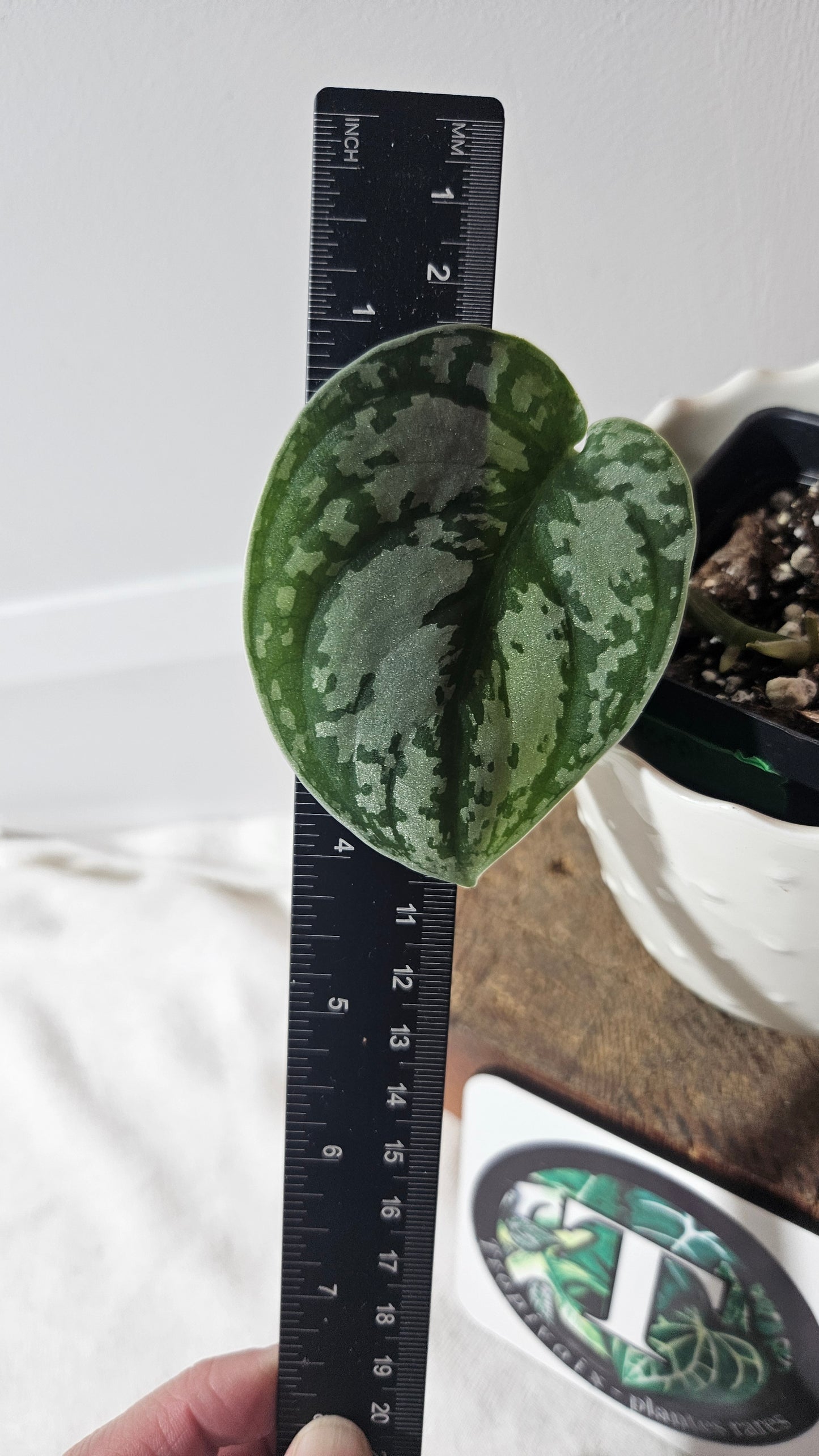 Scindapsus Silver Queen (SCI-950)
