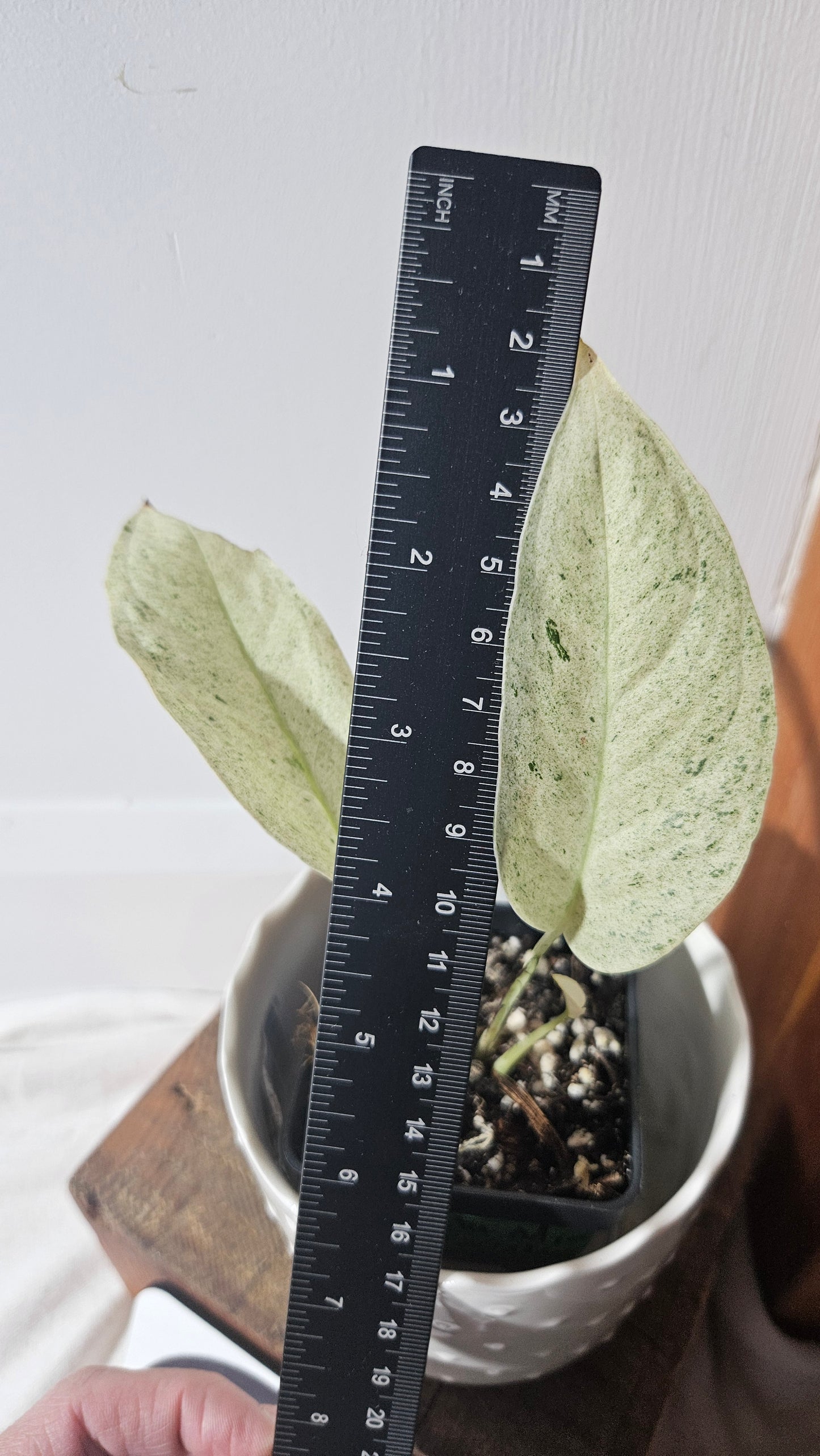 Monstera Laniata Mint (MON-392)