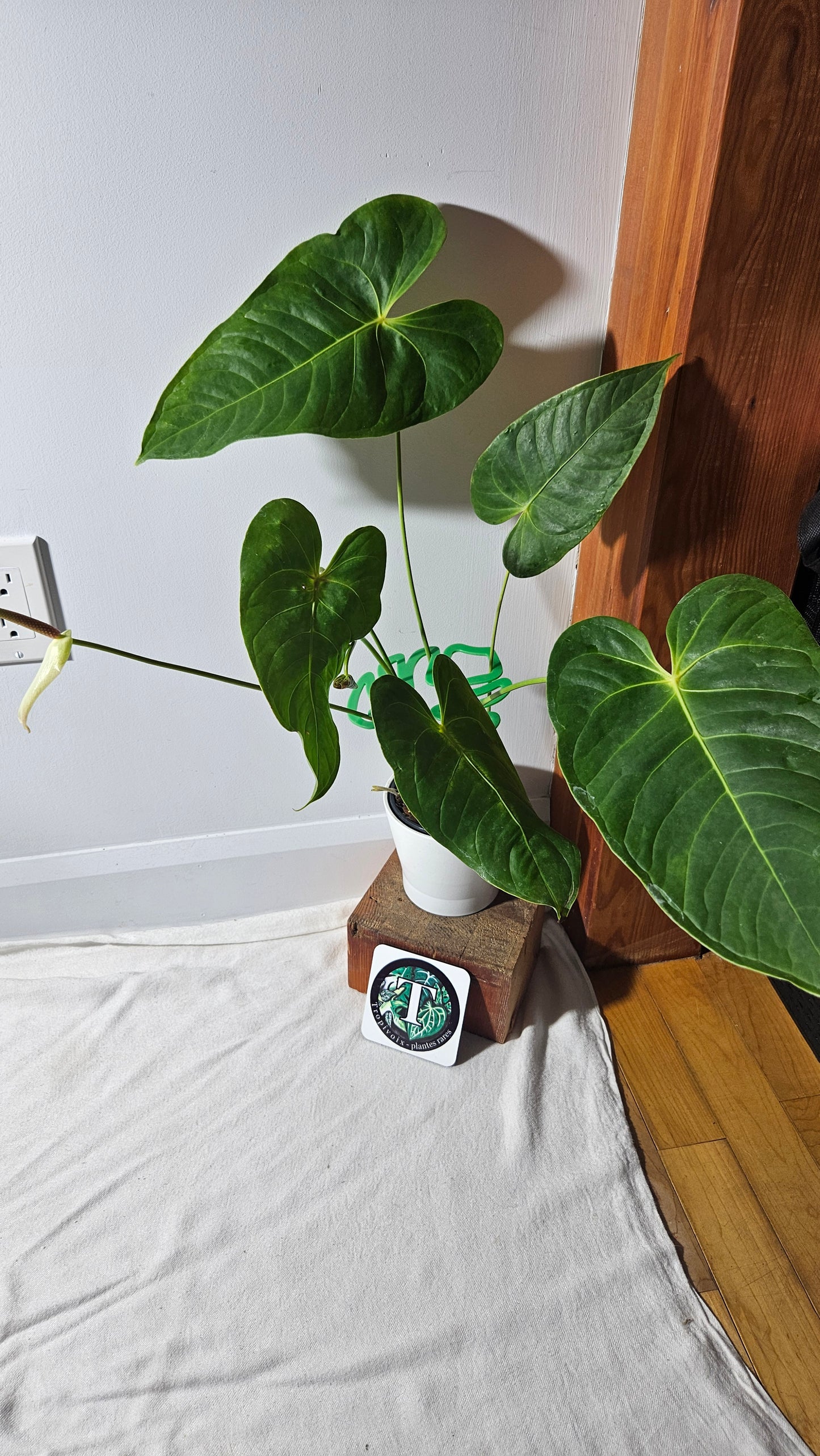 Support à tiges "Monstera", vert, 1 unité.
