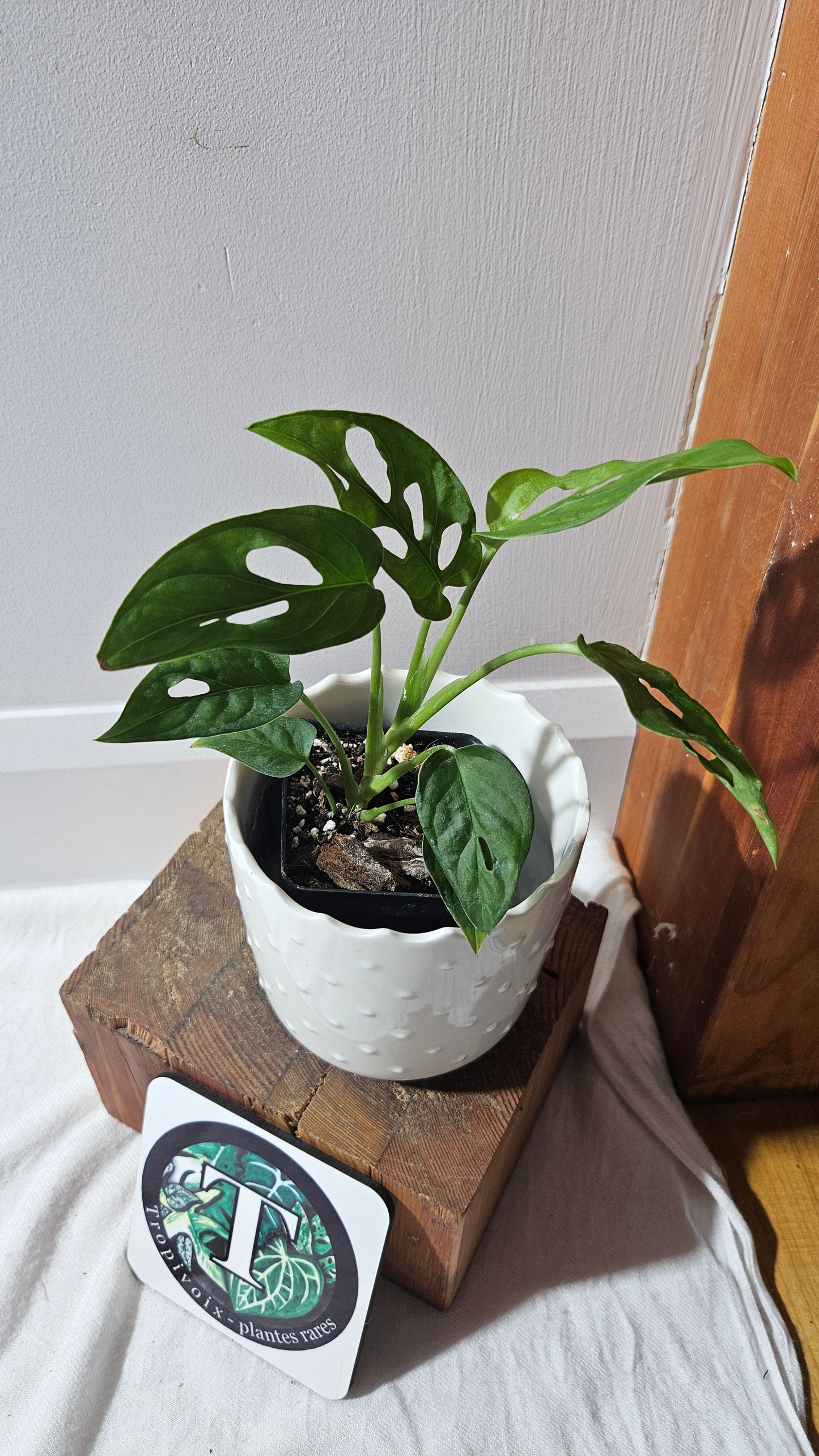Monstera Obliqua Aff Cenepa (MON-430)