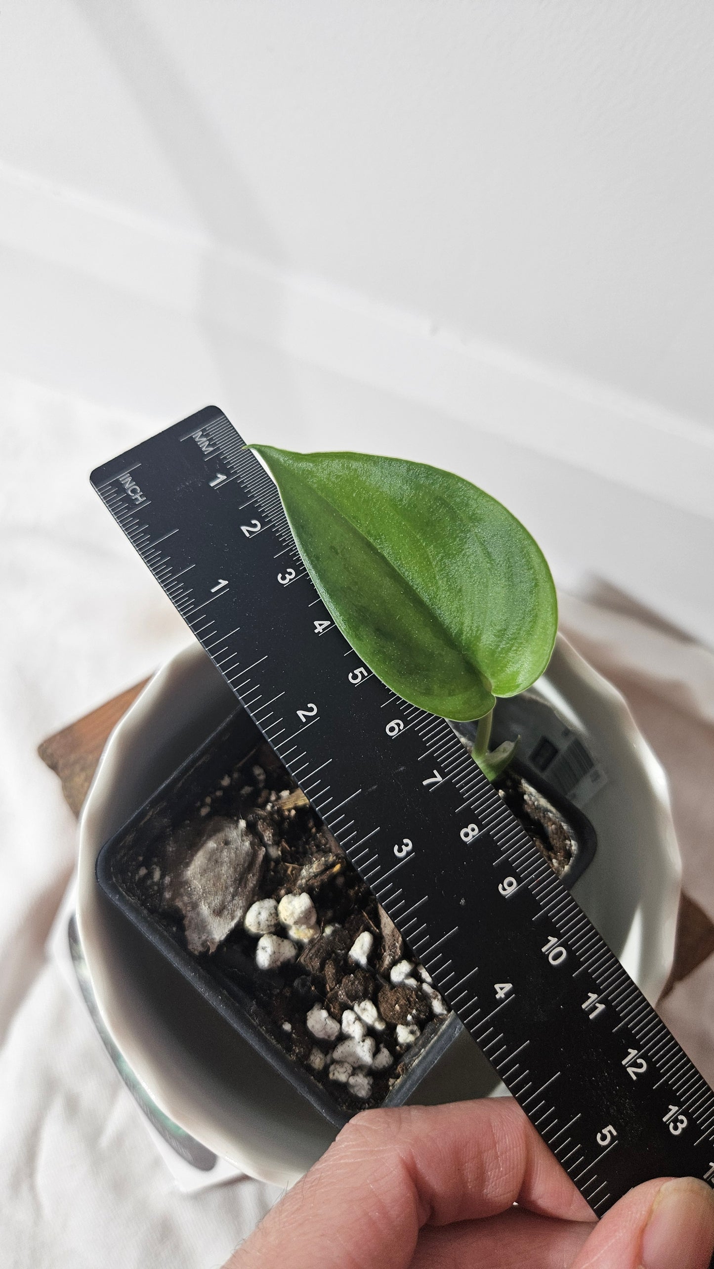 Scindapsus Green Army (SCI-965)