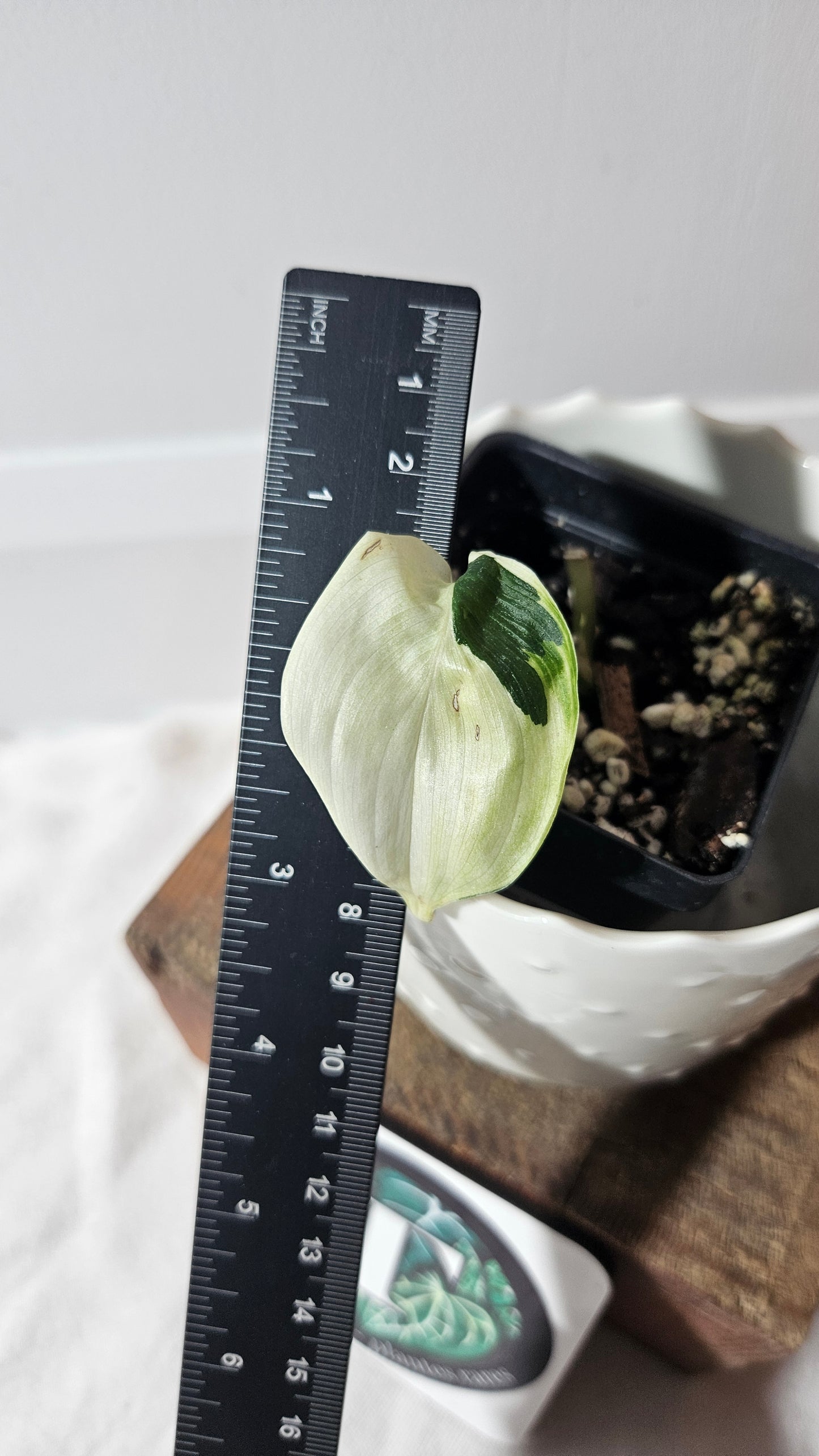 Scindapsus Blue Albo (SCI-948)