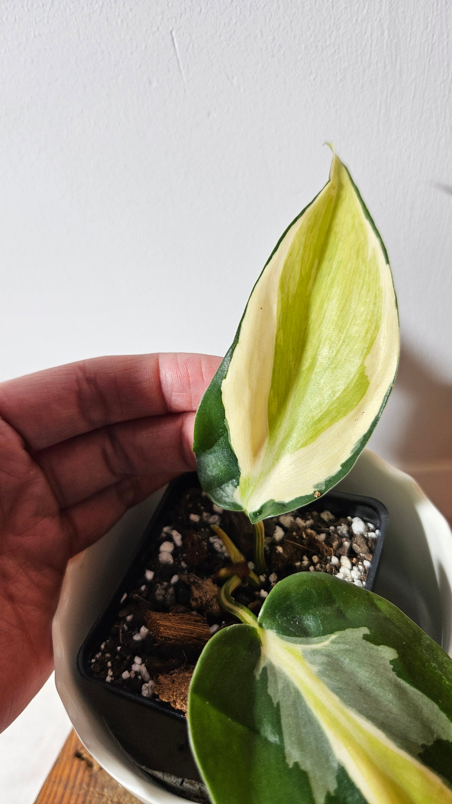 Philodendron Hederaceum Silver Stripe (PHI-736)