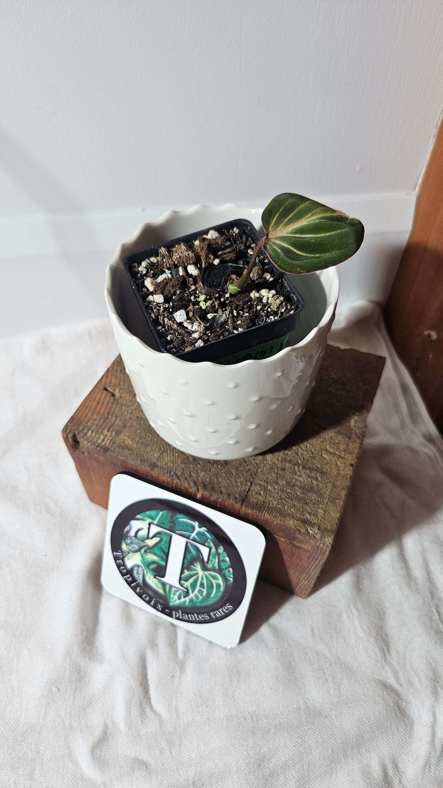 Philodendron Gloriosum Dark (PHI-797)