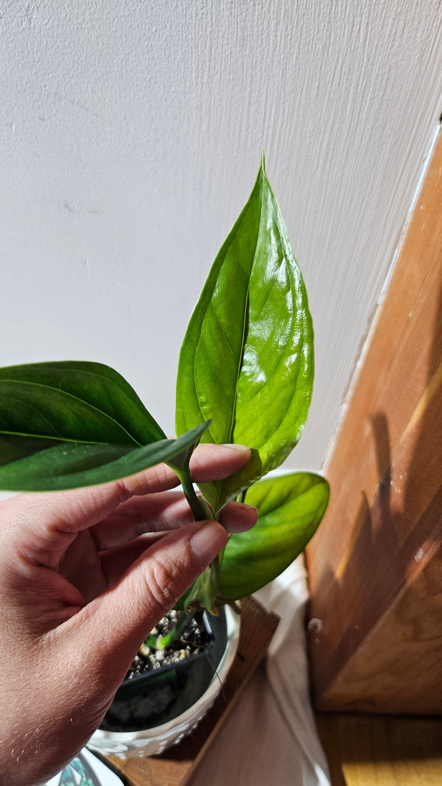 Monstera Obliqua Aff Calacali (MON-446)