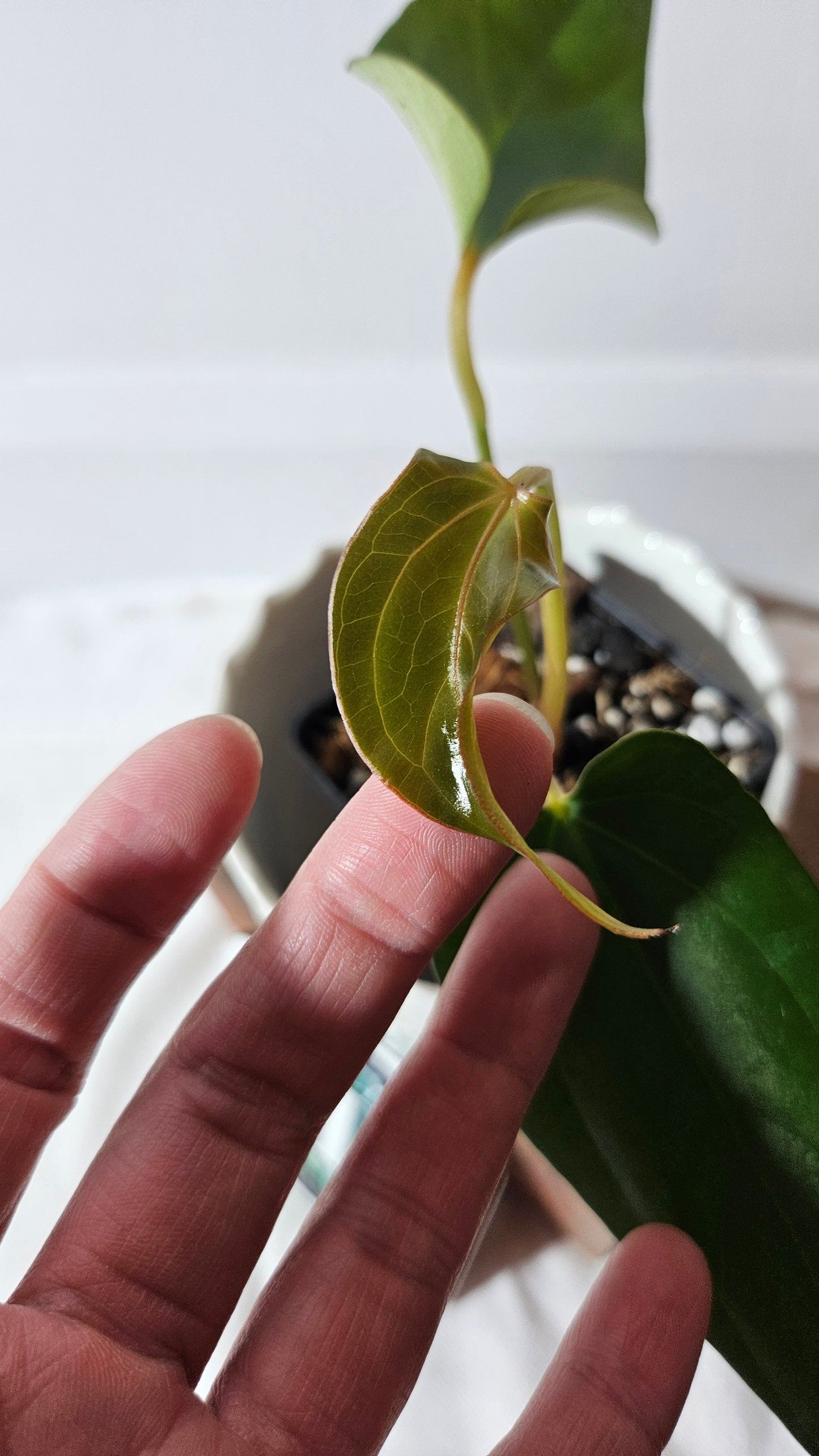 Anthurium Napo X Luxurians "format MOYEN" (ANT-416)