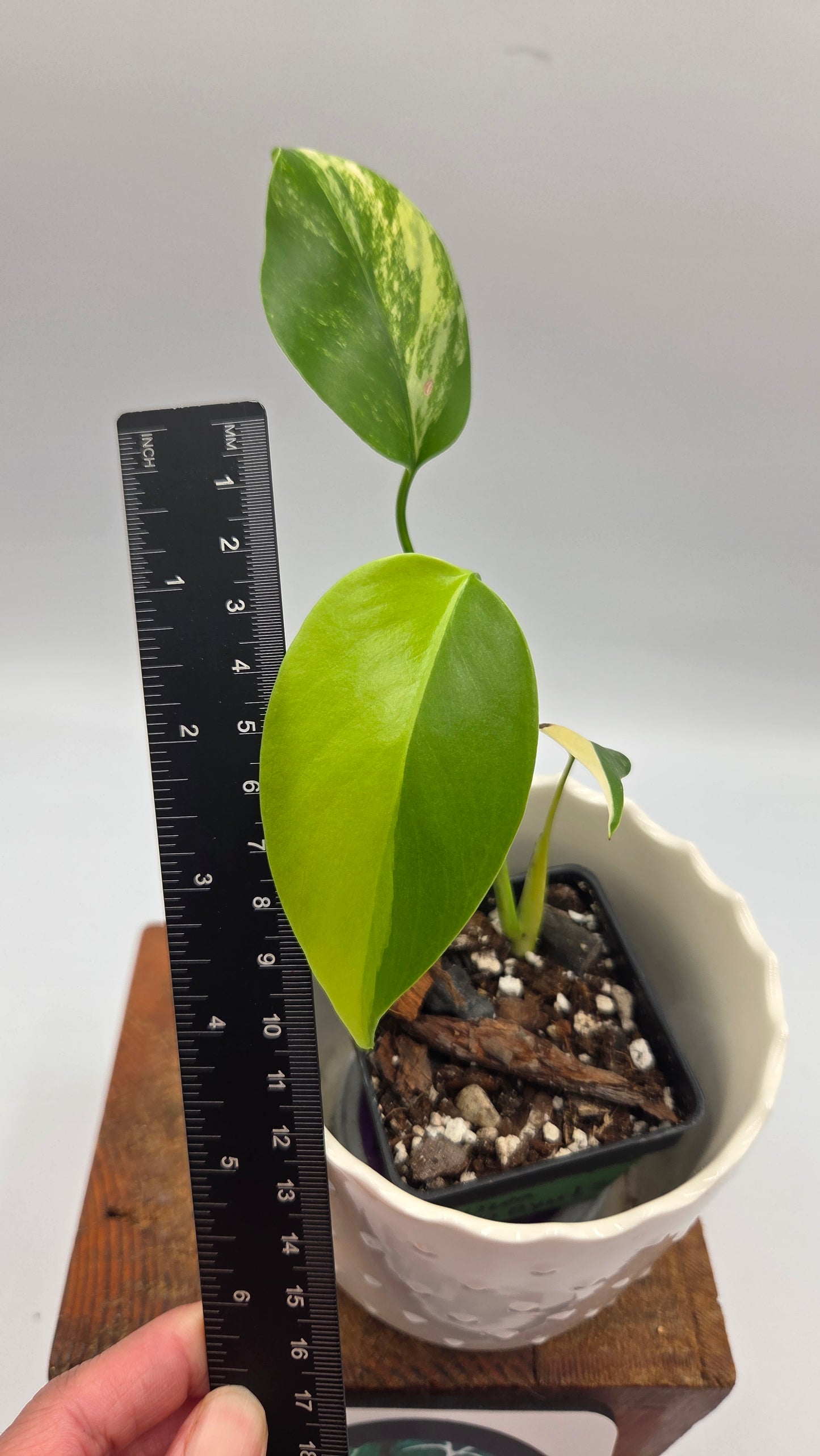 Monstera Aurea (MON-567)