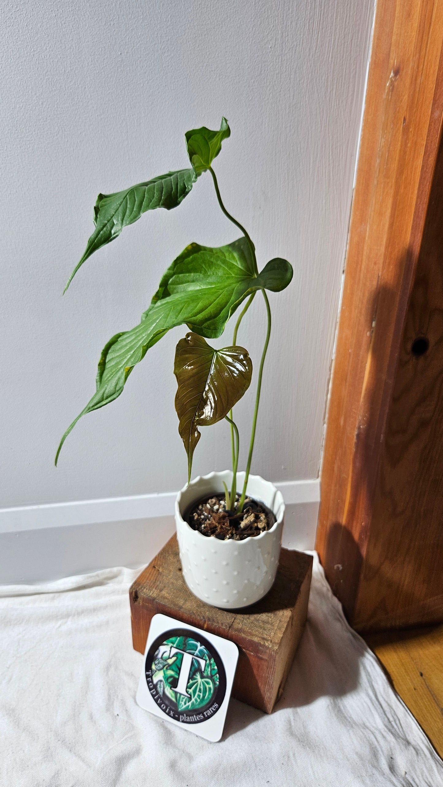 Anthurium Urbanii "Format LARGE" (ANT-442)