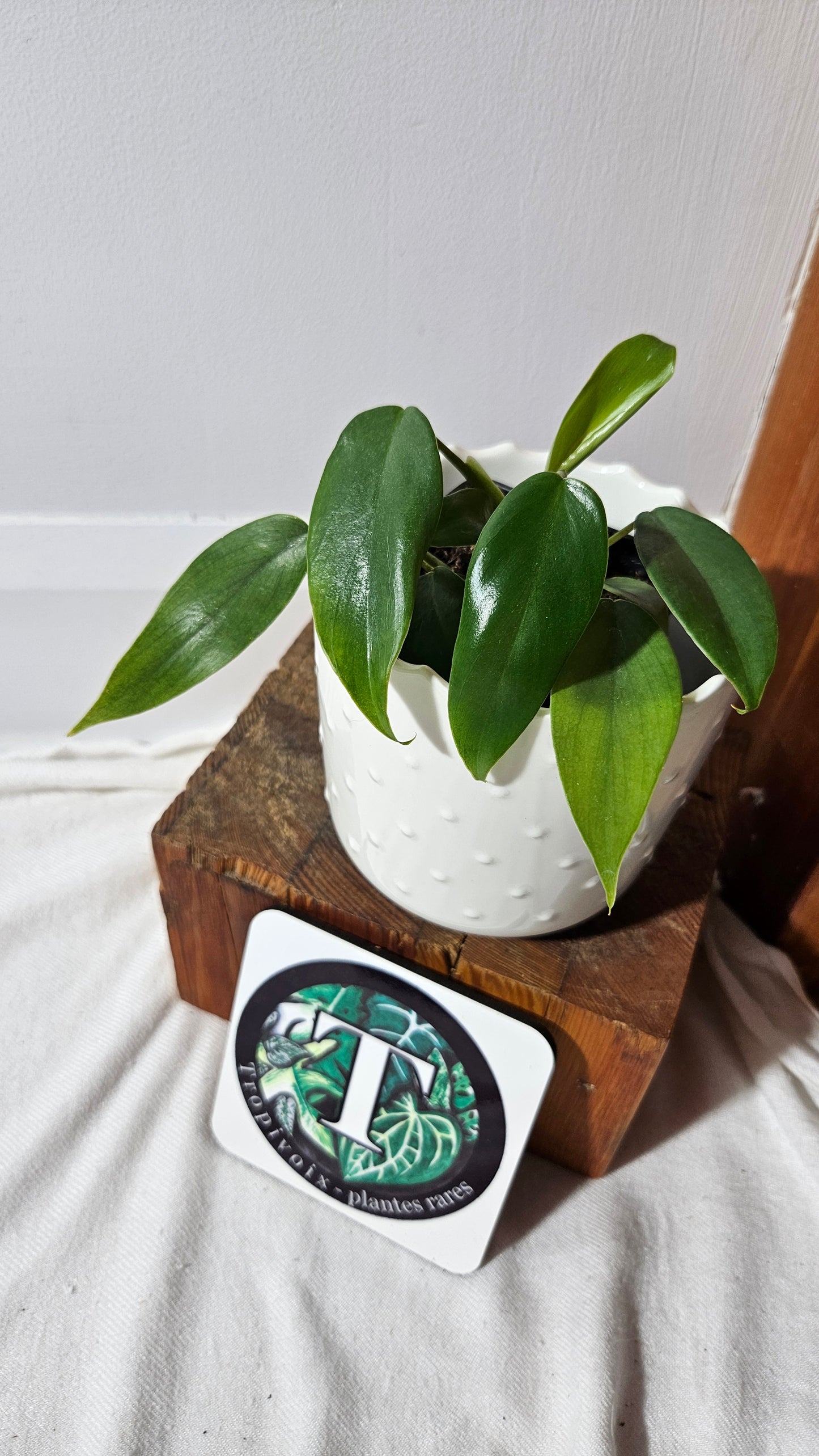 Philodendron Mayoi (PHI-855)