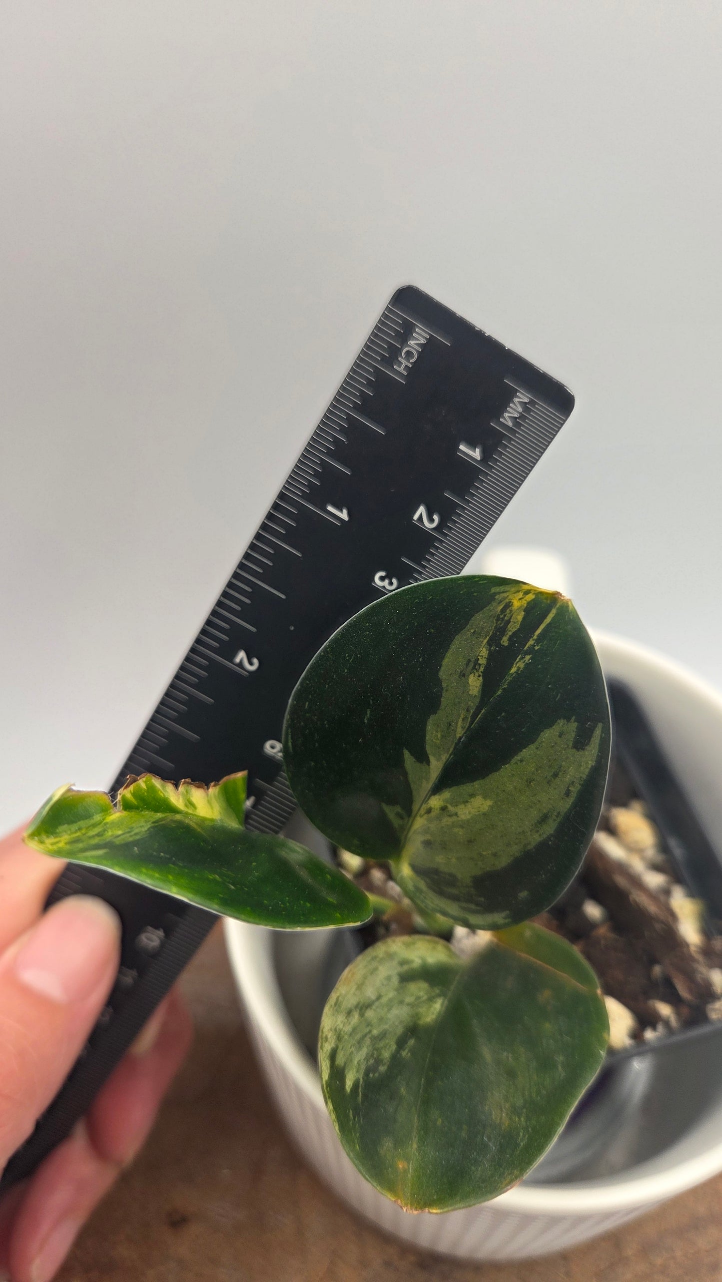 Scindapsus Treubii Dark Form aurea (SCI-1470)