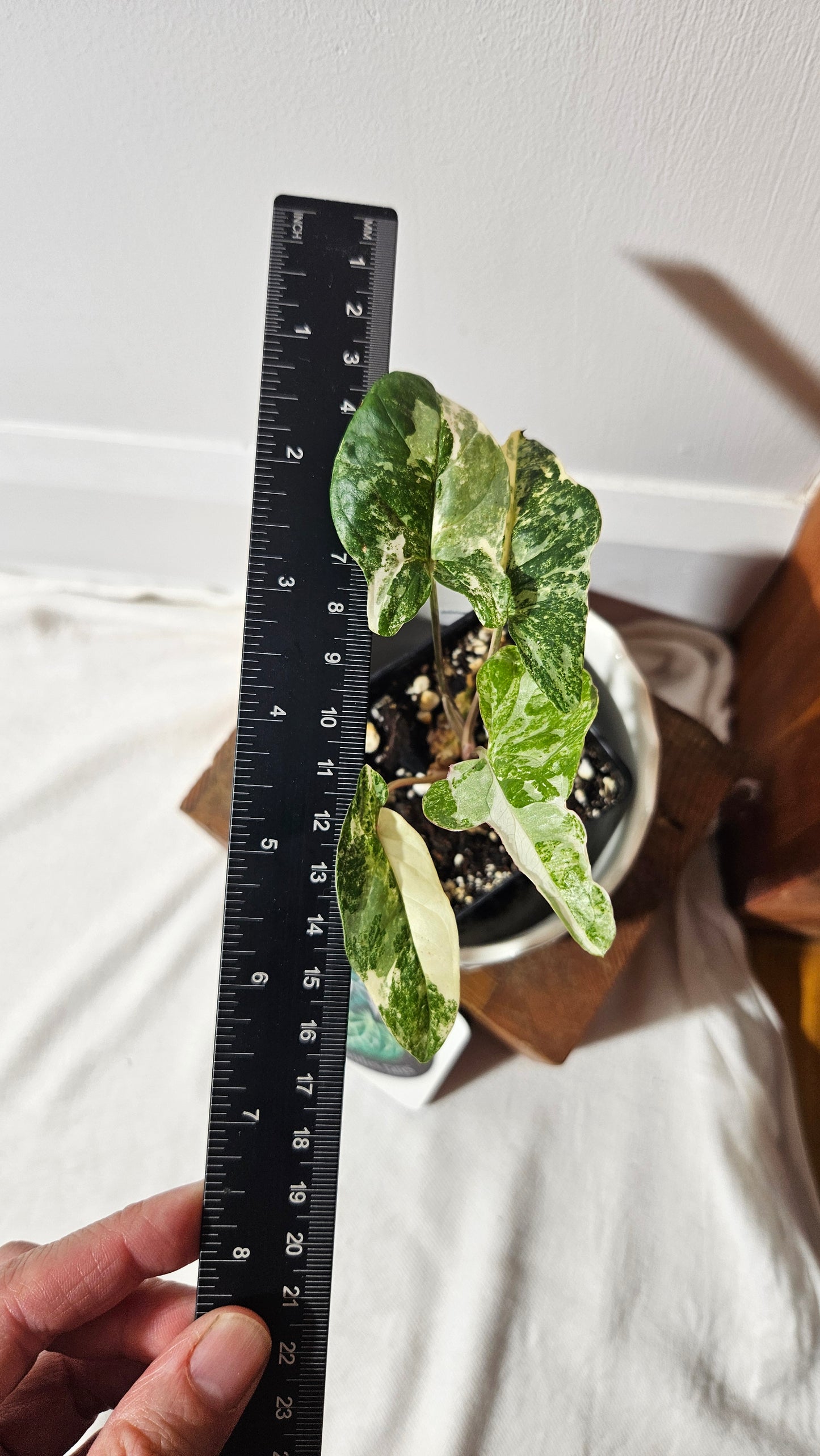 Syngonium Faustina Albo (SYN-329)