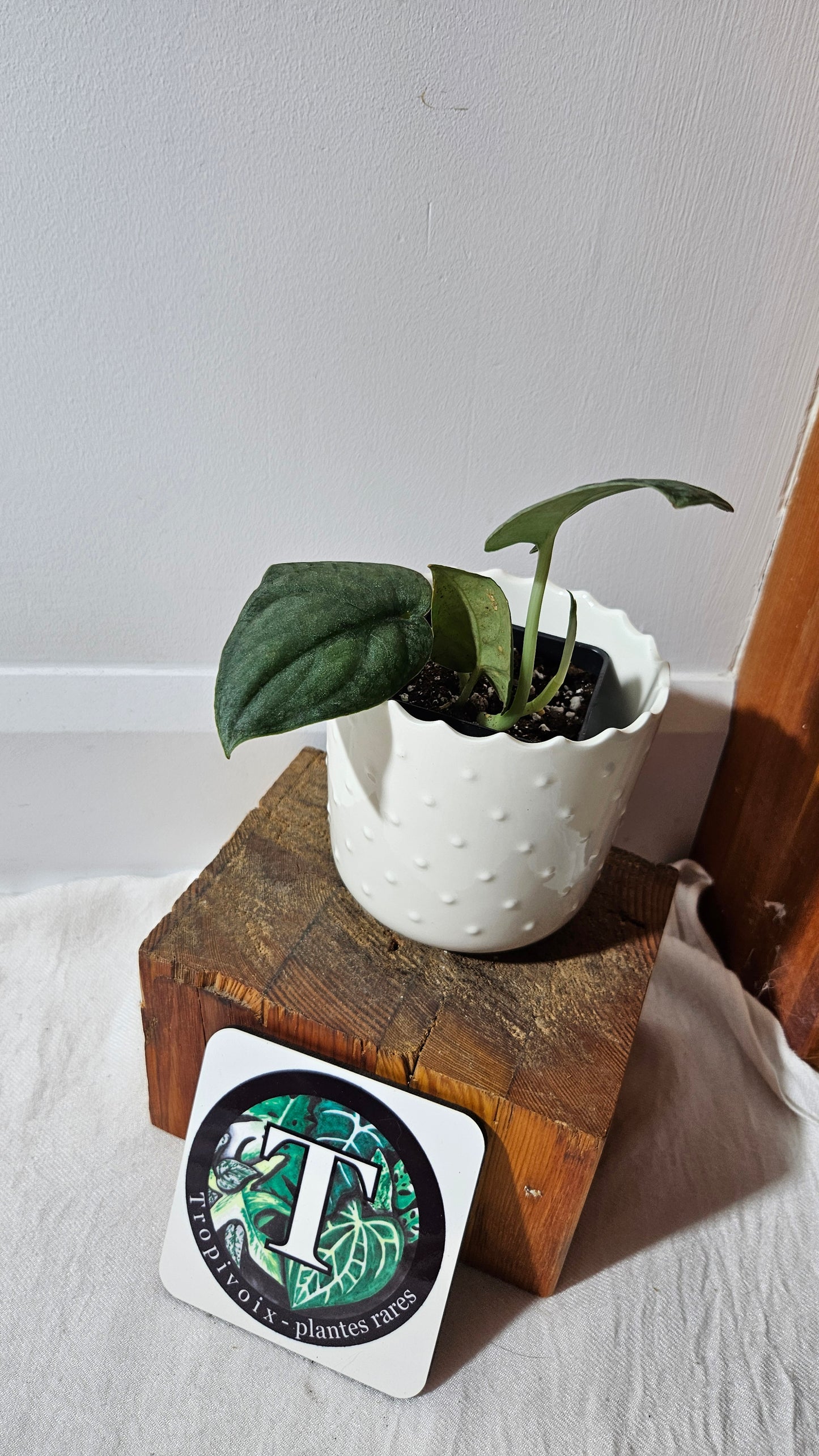 Scindapsus Dark Splash Bornéo (SCI-1019)