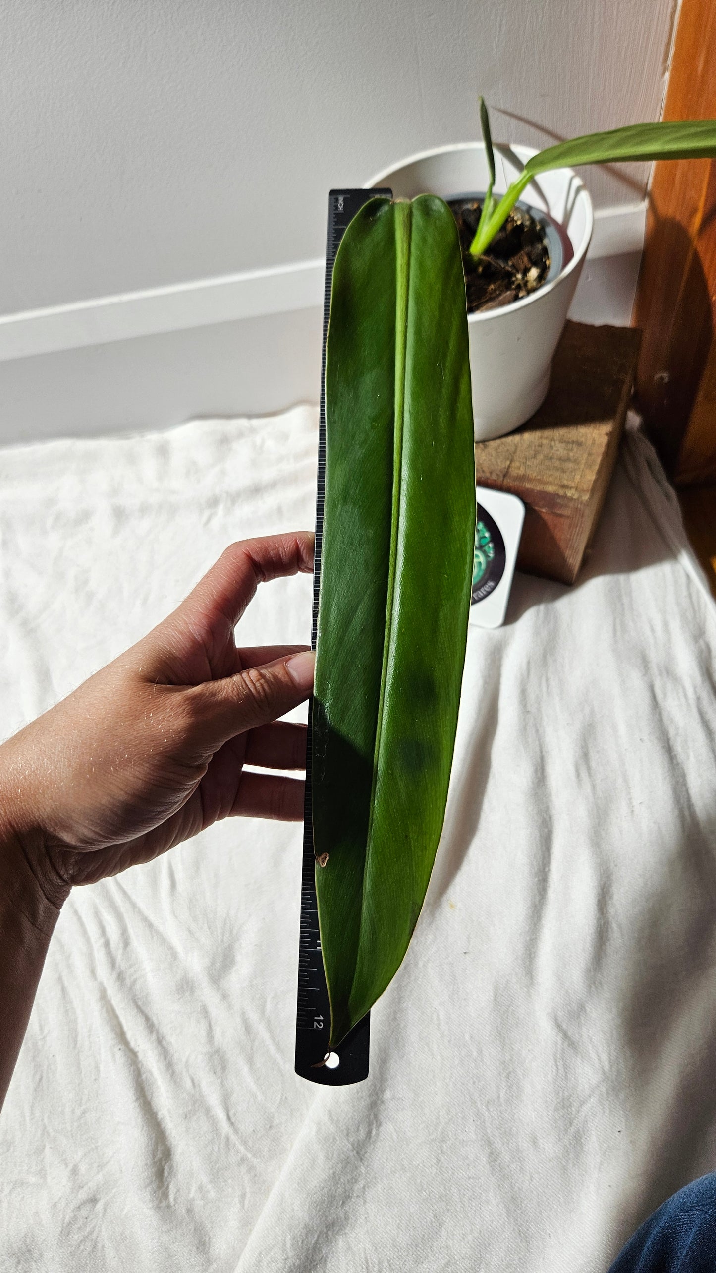 Philodendron BurleMarx Narrow (PHI-885)