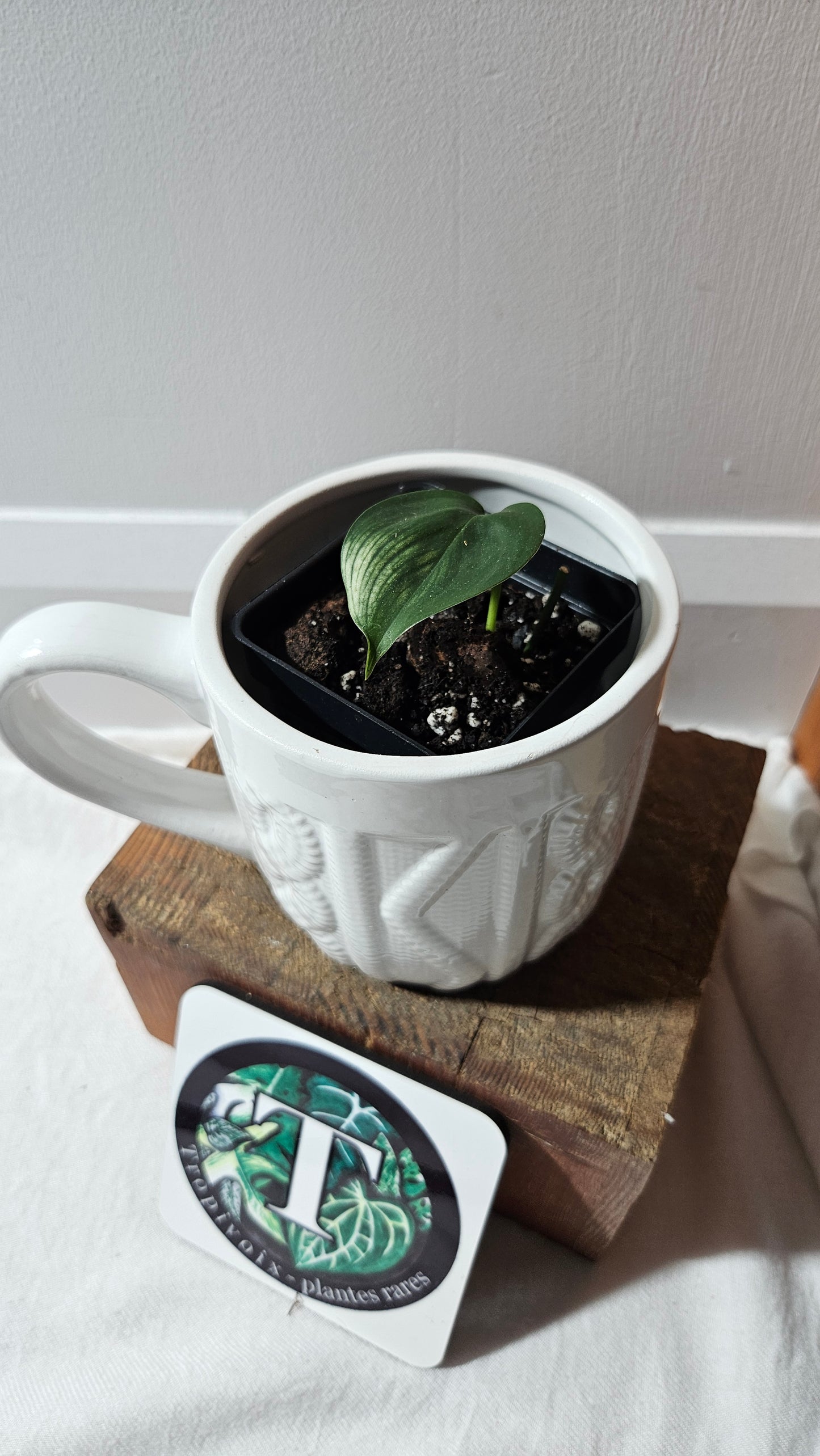 Scindapsus White Monster (SCI-1094)
