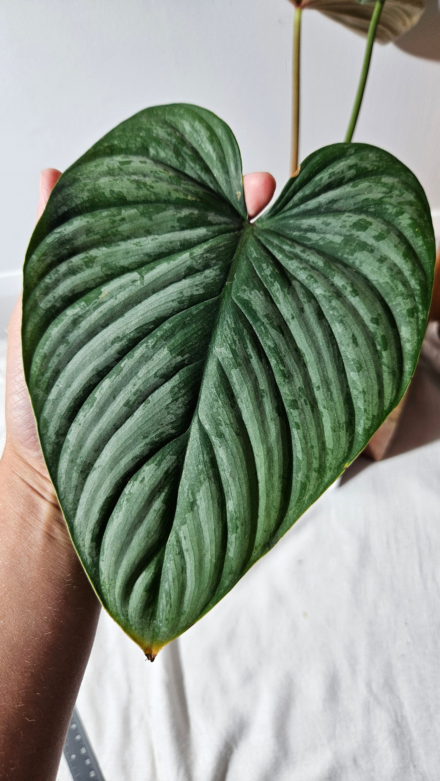 Philodendron Mamei X Lynamii (PHI-937)