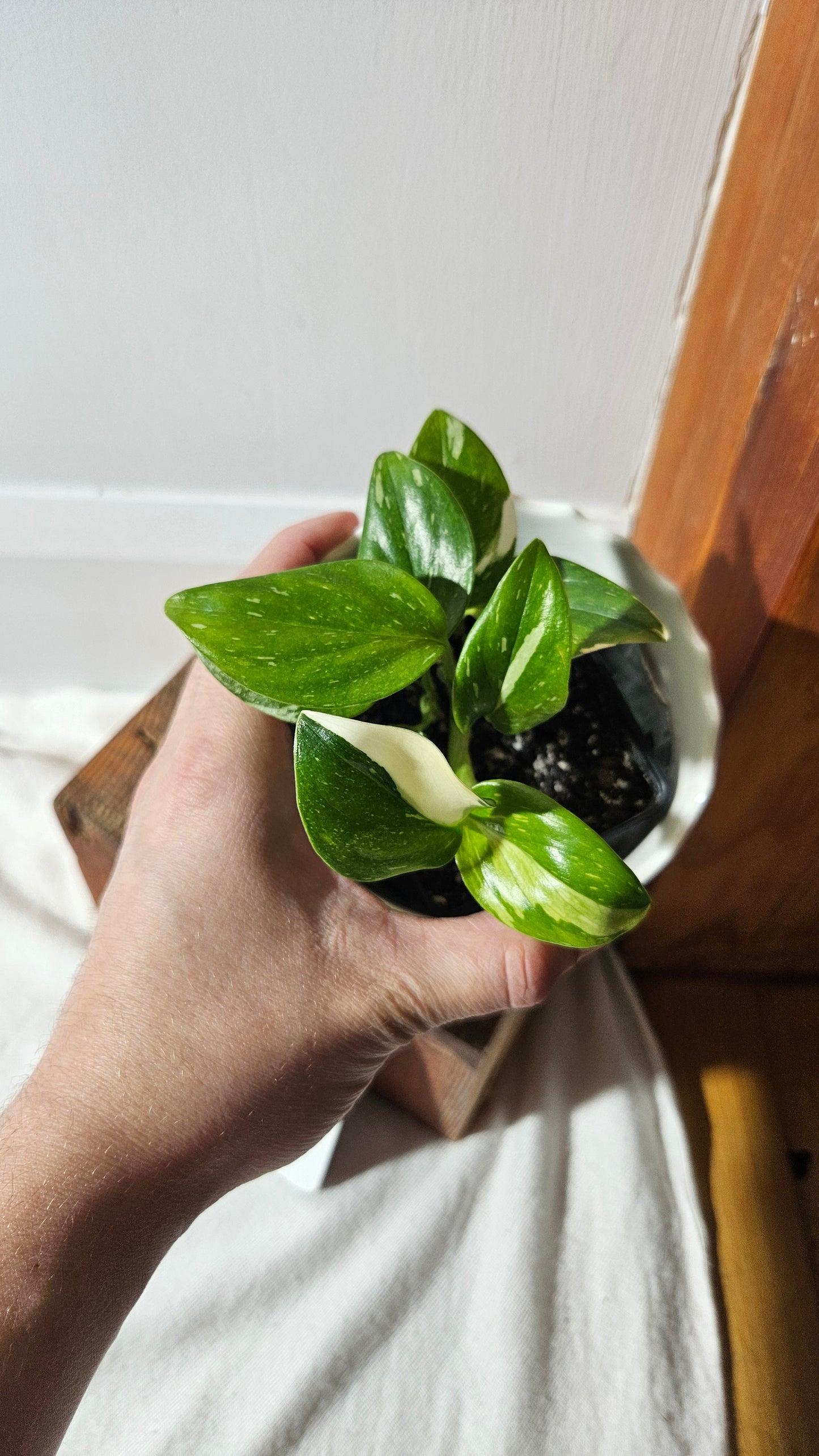 Monstera Standleyana Albo (MON-407)