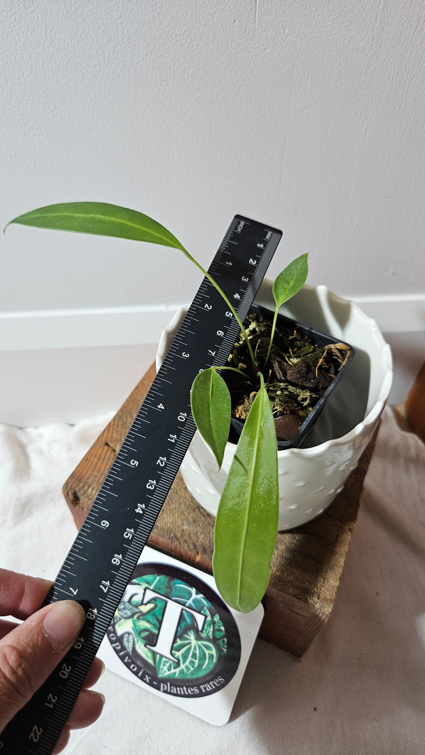 Anthurium Wendlingeri Aff "format PETIT" (ANT-537)