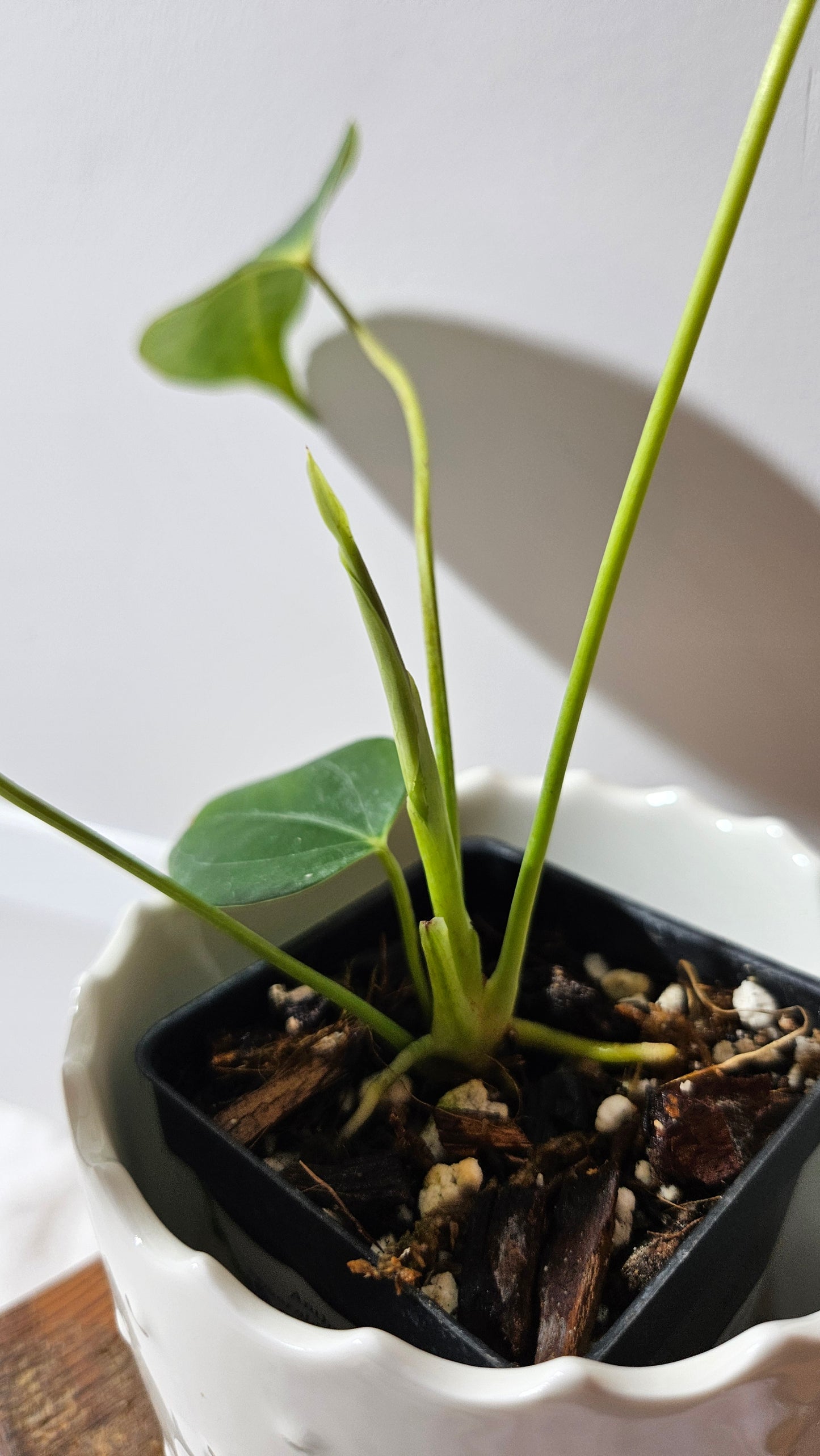 Anthurium Esmeraldense x Veitchii "format PETIT" (ANT-483)
