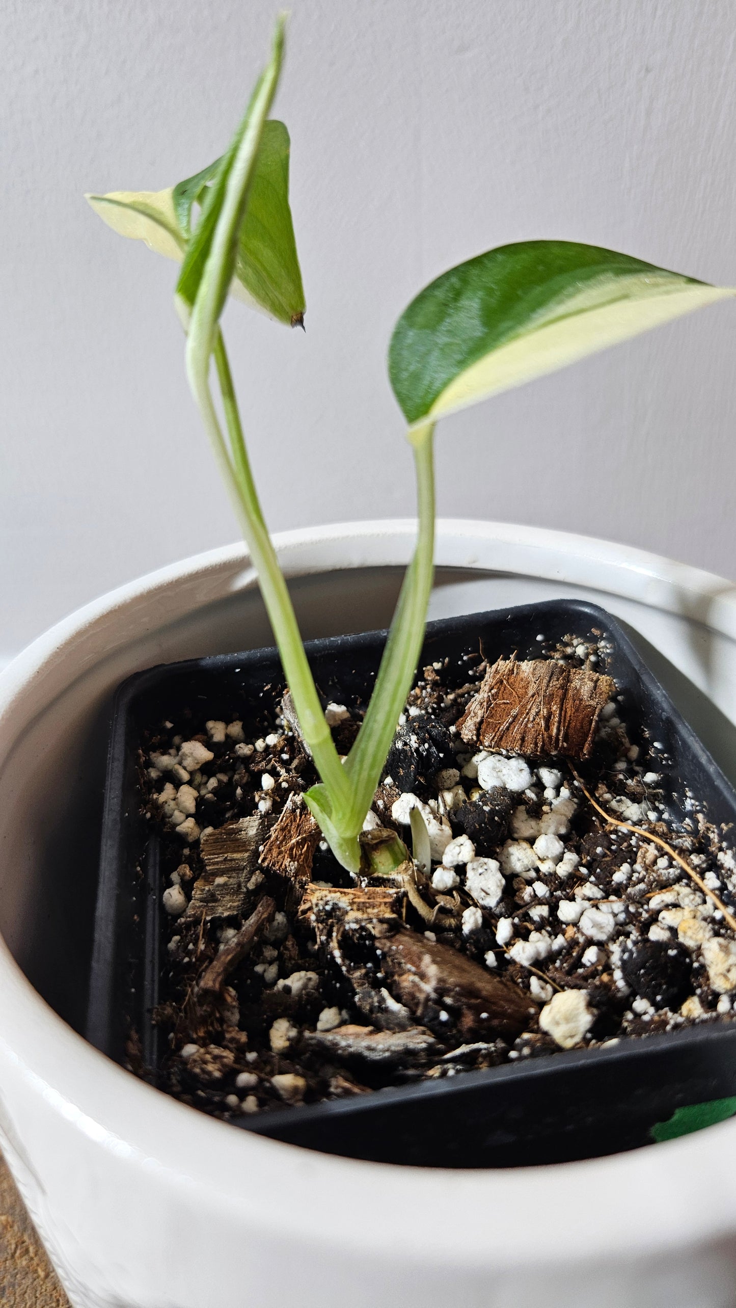Monstera Andasonii Tricolore (MON-474)