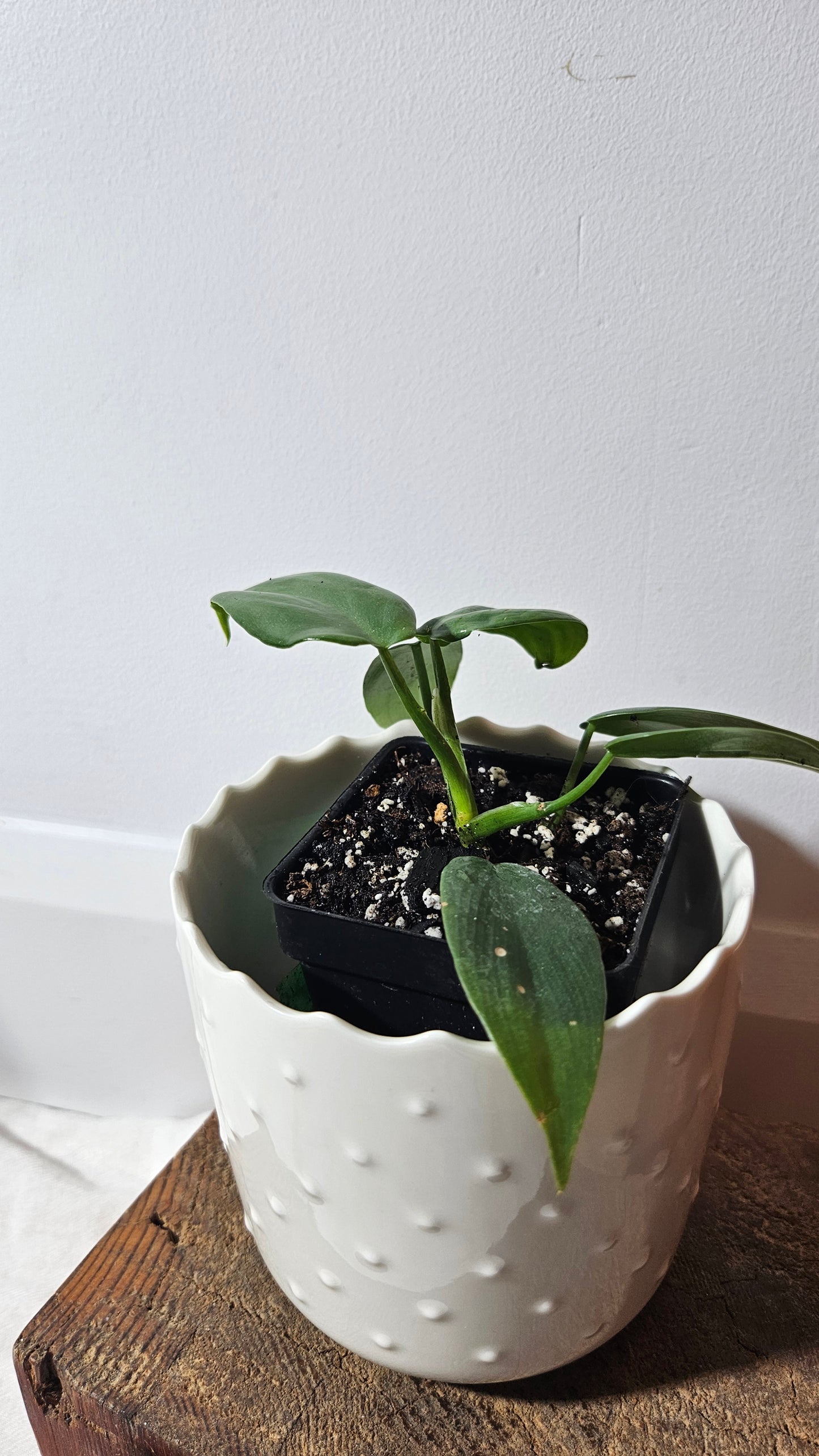 Philodendron Violin silver (PHI-633)