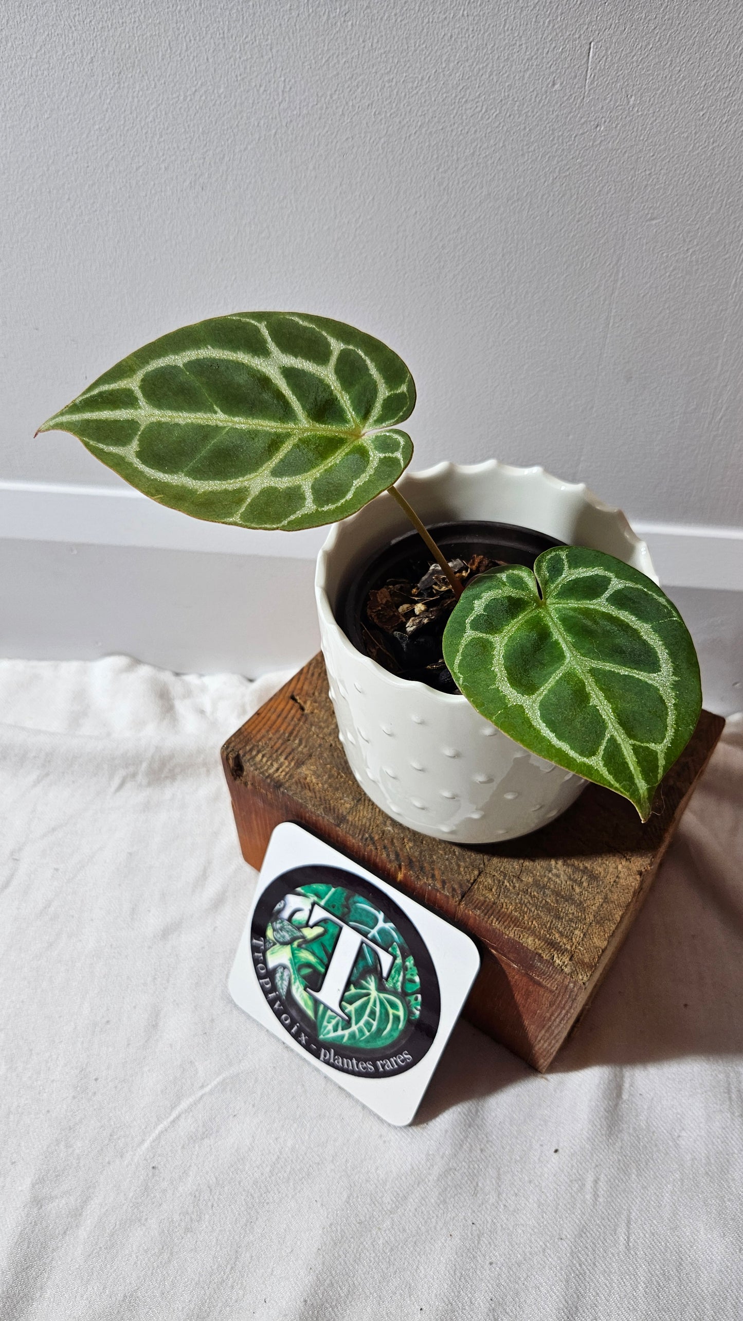 Anthurium Crystallinum Chocolate "format PETIT" (ANT-264)