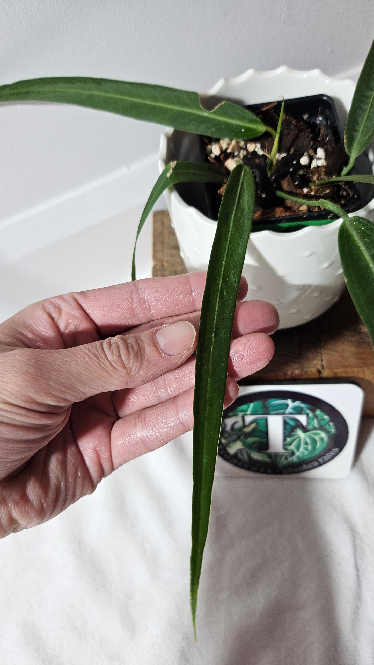 Anthurium Pallidiflorum Narrow "format MOYEN"(ANT-421)