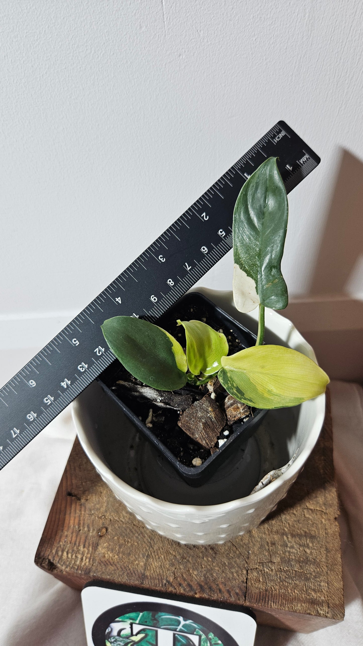 Philodendron Violin Variegata (PHI-583)
