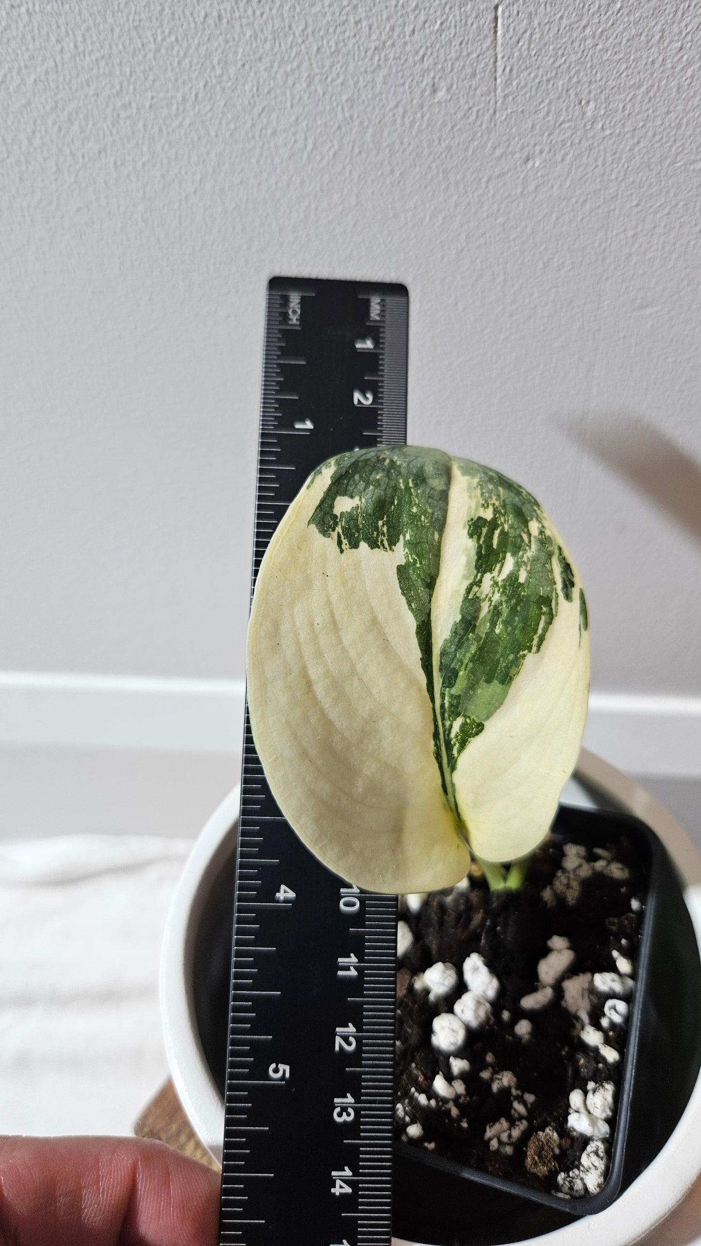 Scindapsus Silver Tattoo Variegata (SCI-1152)