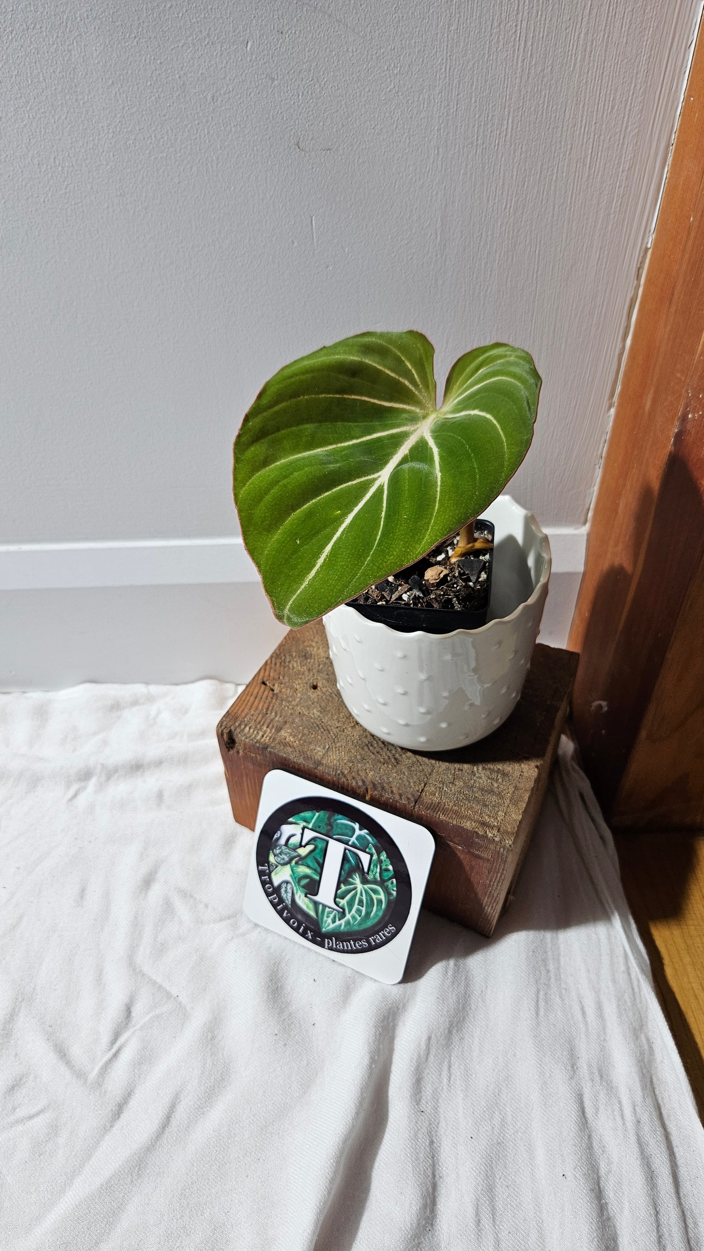Philodendron Gloriosum Pink (PHI-876)