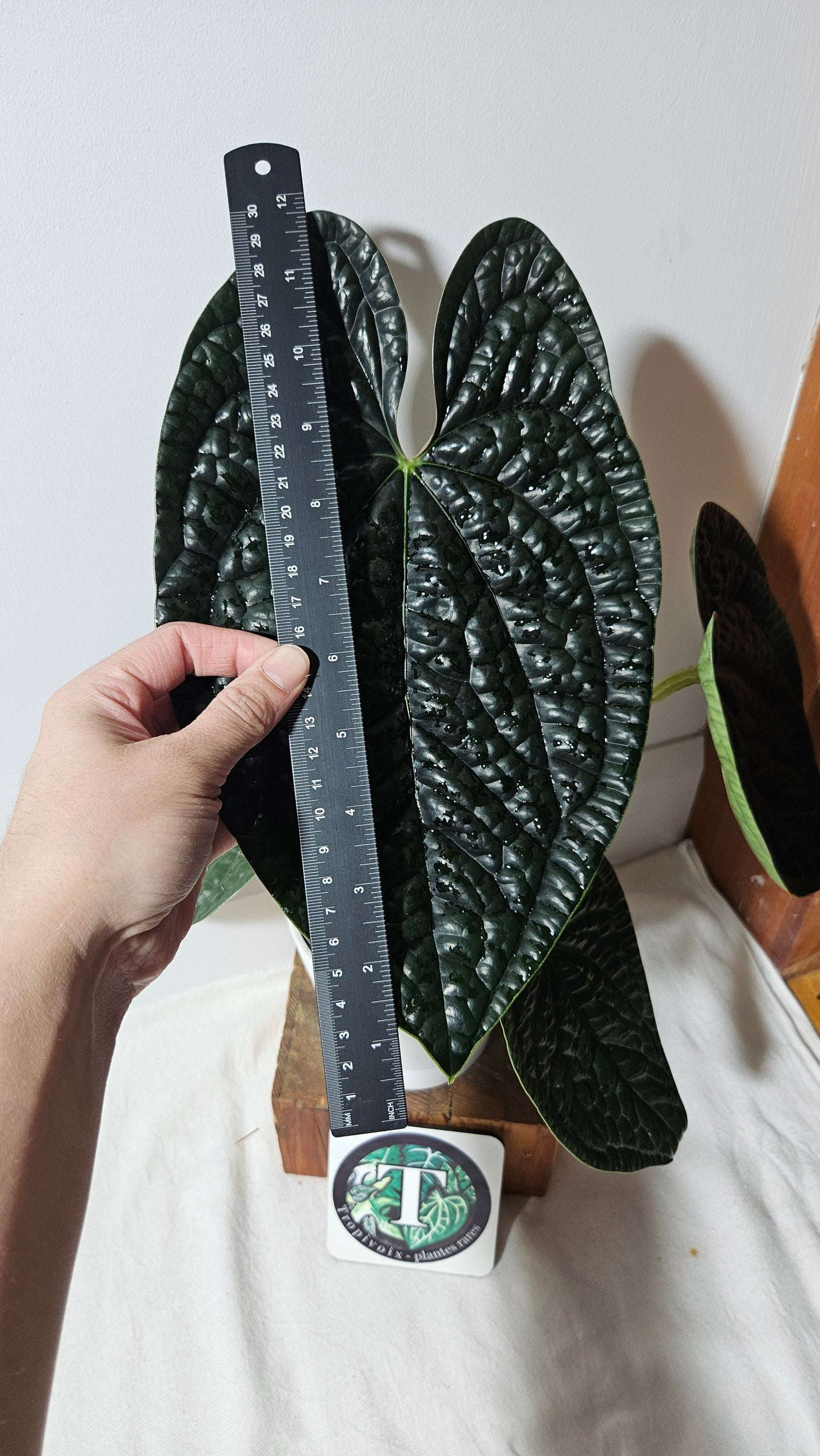 Anthurium Luxurians Dark "format XLARGE" (ANT-419)