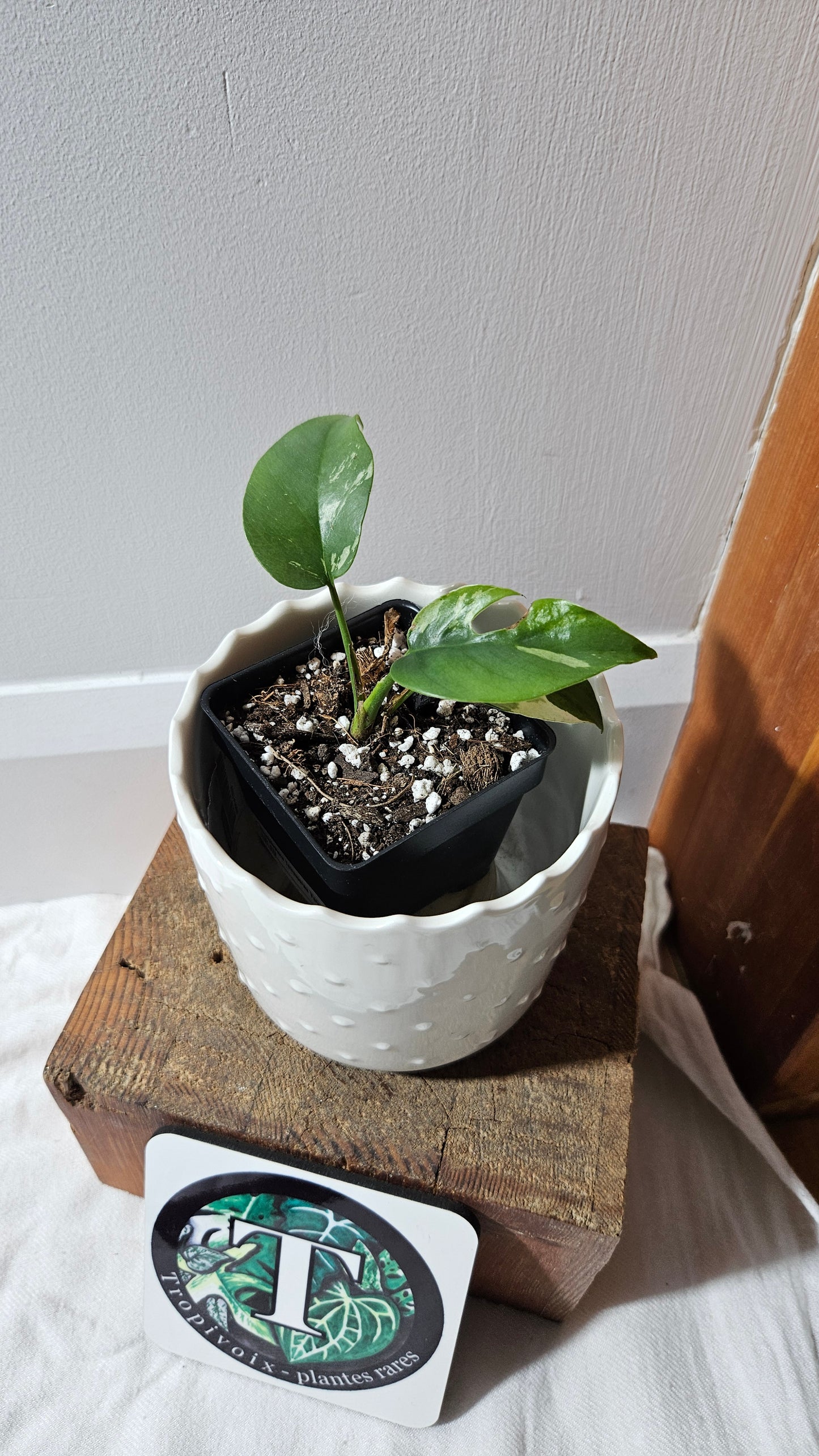 Rhaphidophora Tetrasperma Variegata (AUT-079)