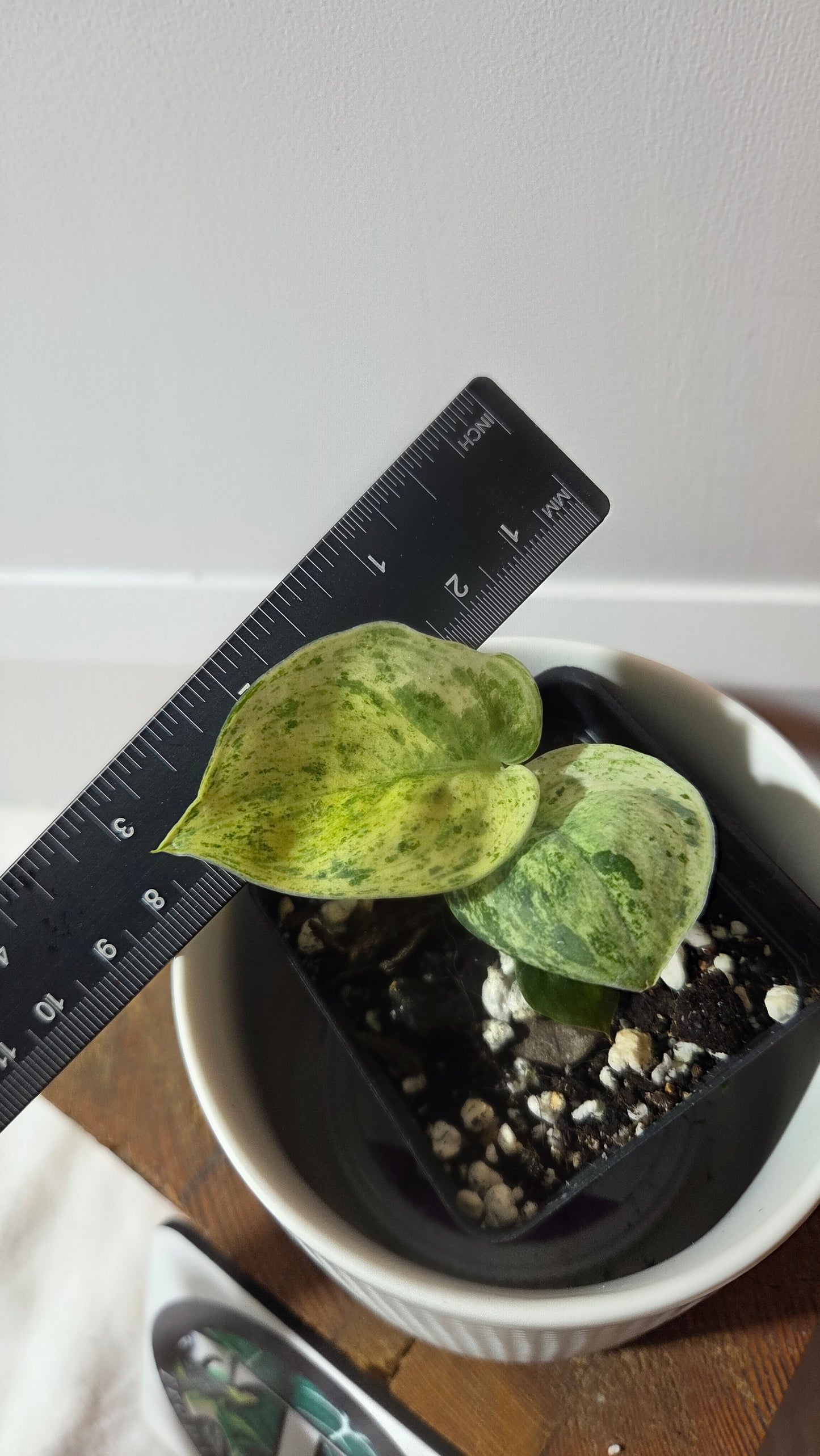 Scindapsus Jade Satin Marble RF (SCI-1377)