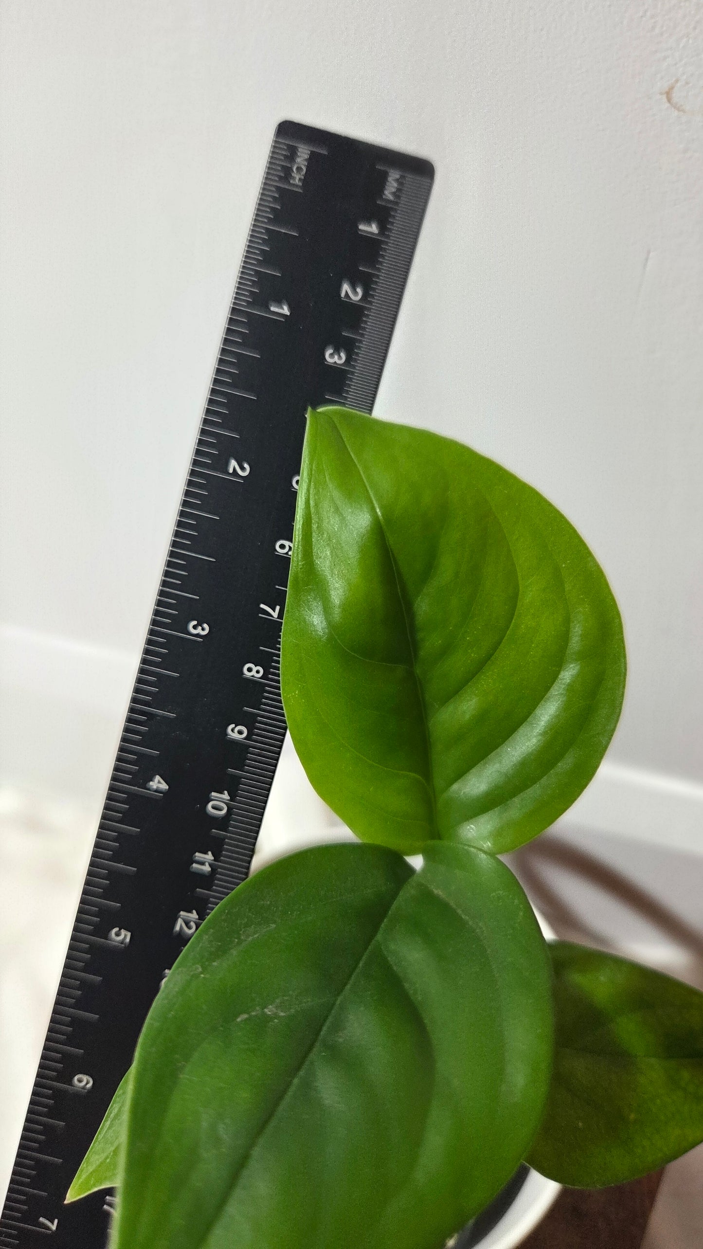 Monstera Lechleriana (MON-529)