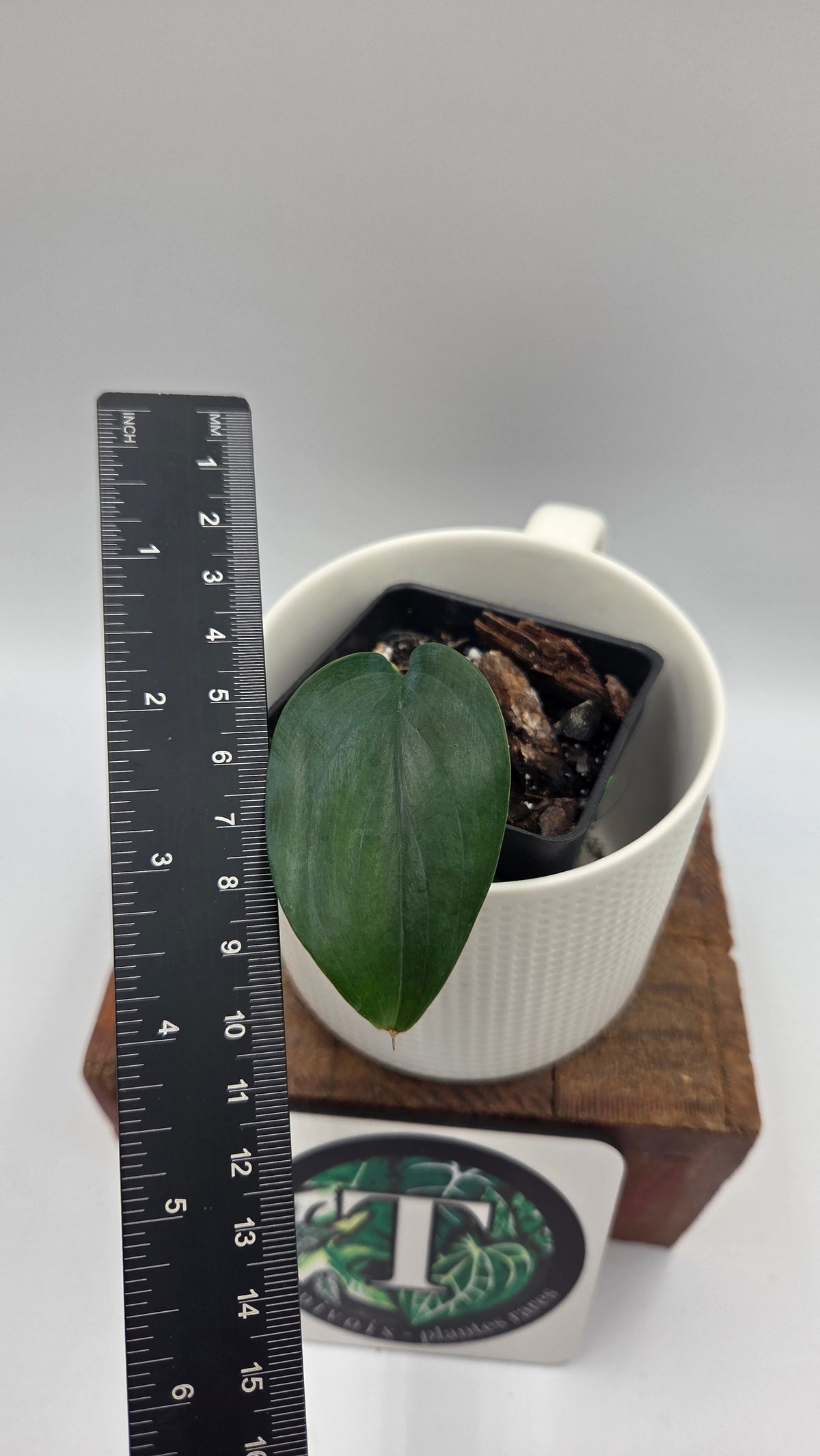Scindapsus Hederaceus Blue (SCI-1514)